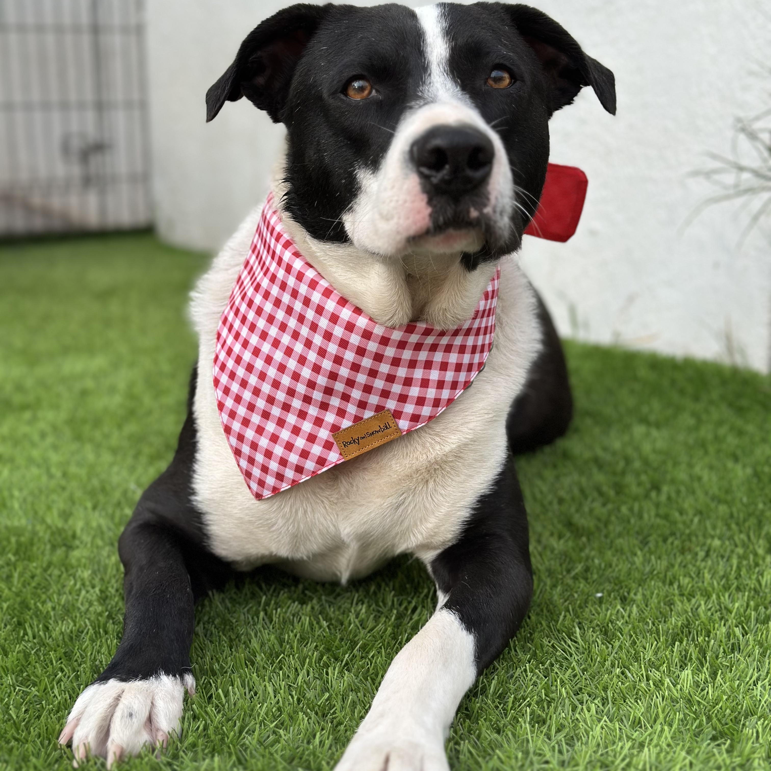 Enlarge PACO, a Adoptable mixed breed in San Diego, CA image 3/5