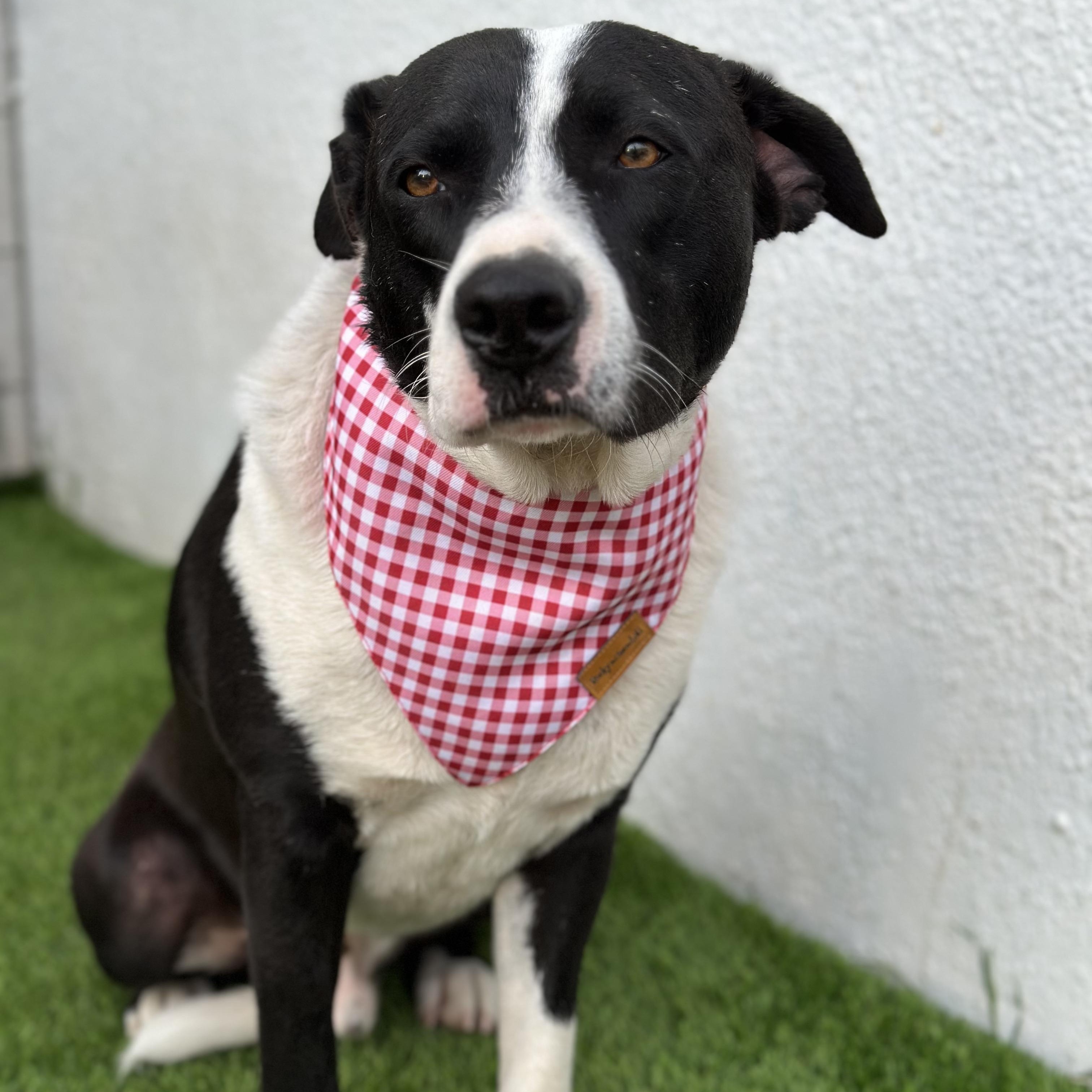 Enlarge PACO, a Adoptable mixed breed in San Diego, CA image 2/5