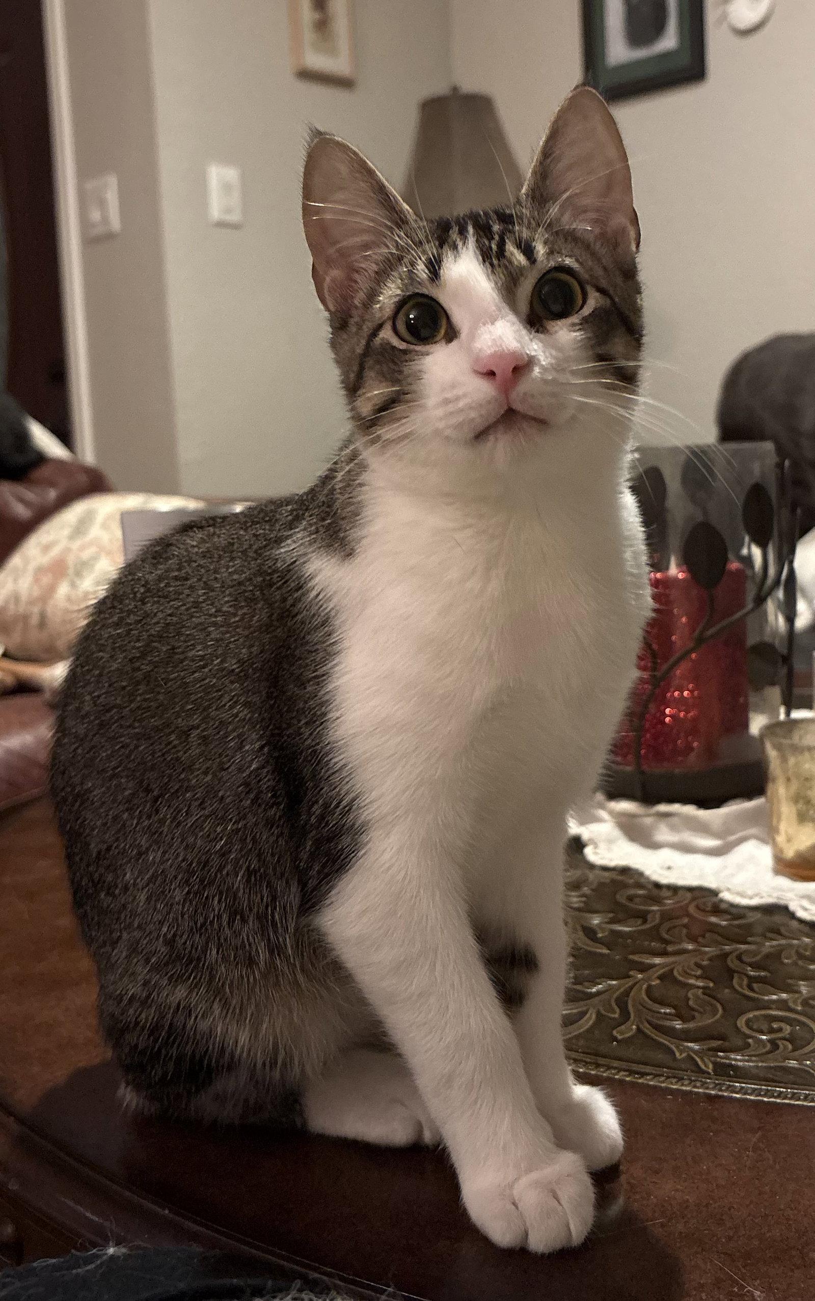 Fry, Adopted, Young Male Domestic Short Hair.