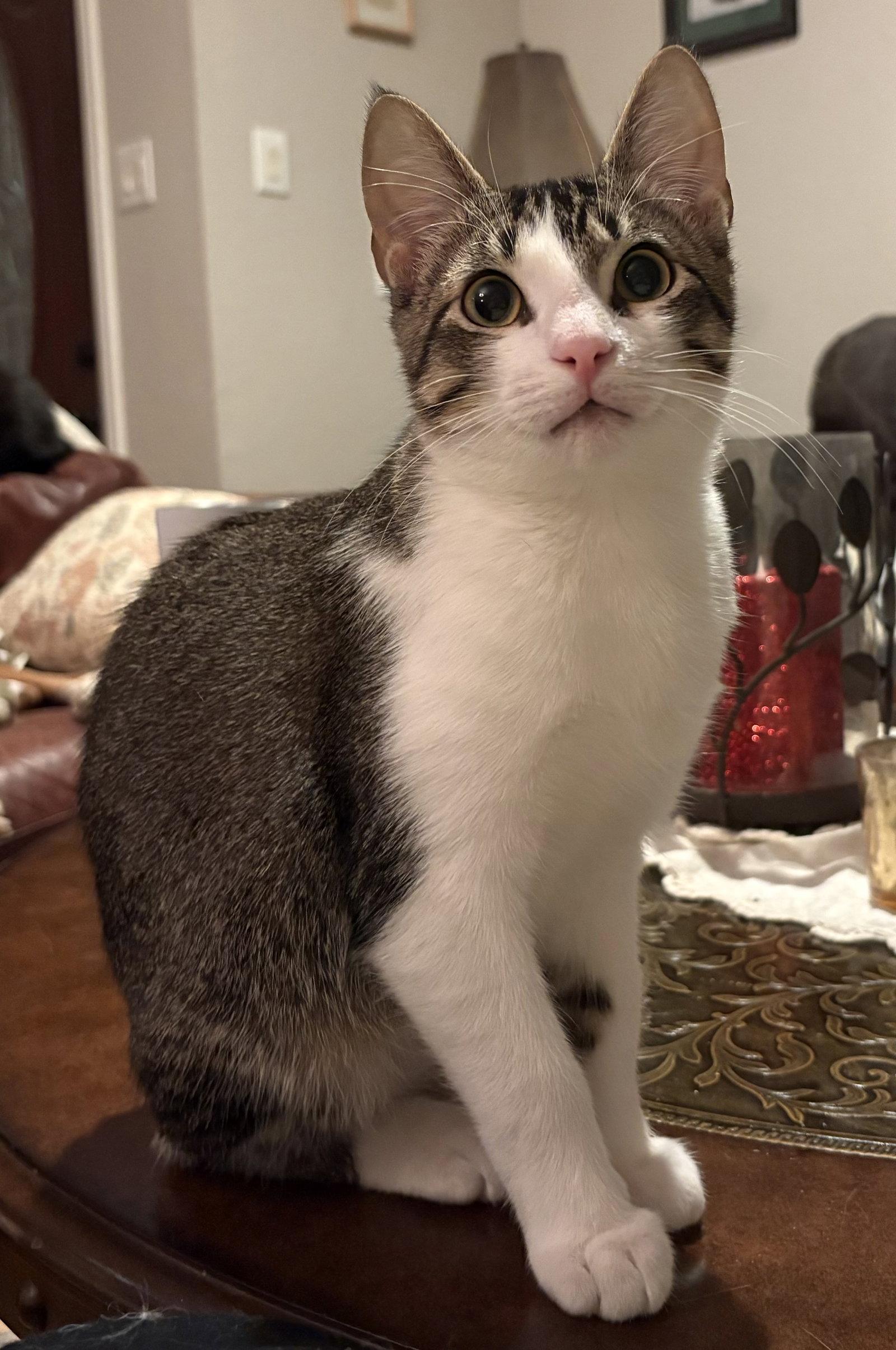 Fry, a Adopted Domestic Short Hair in McKinney, TX image 2/3
