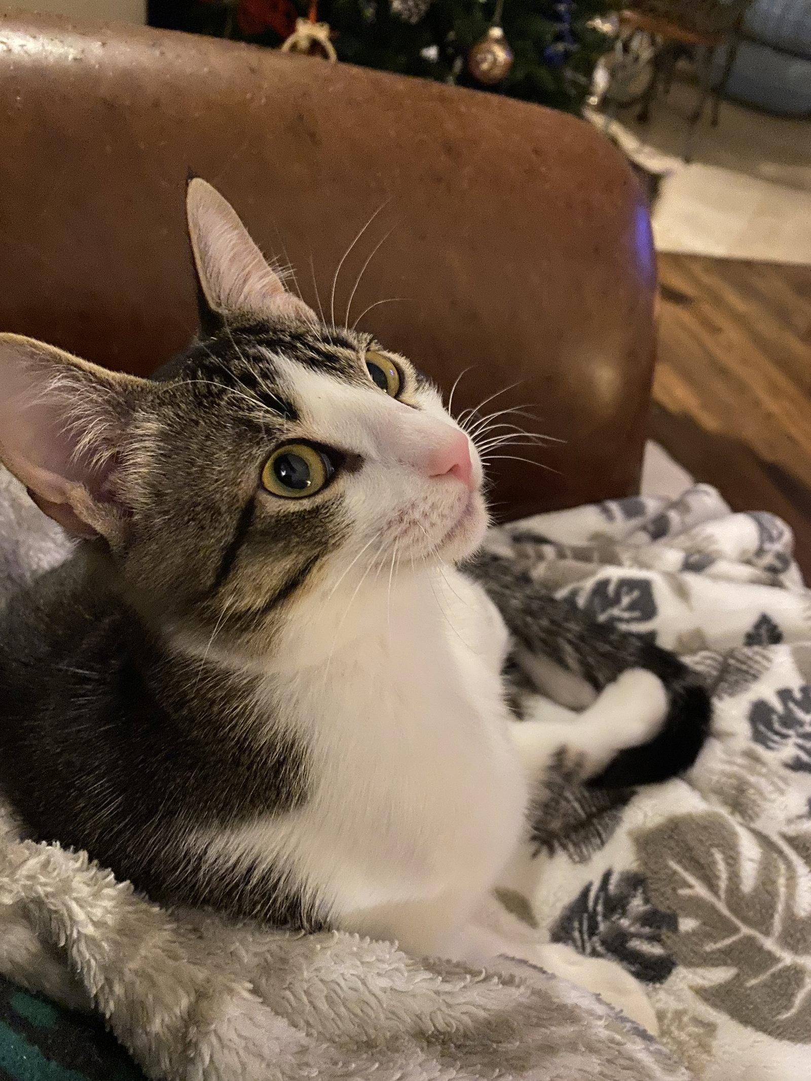 Fry, a Adopted Domestic Short Hair in McKinney, TX image 3/3