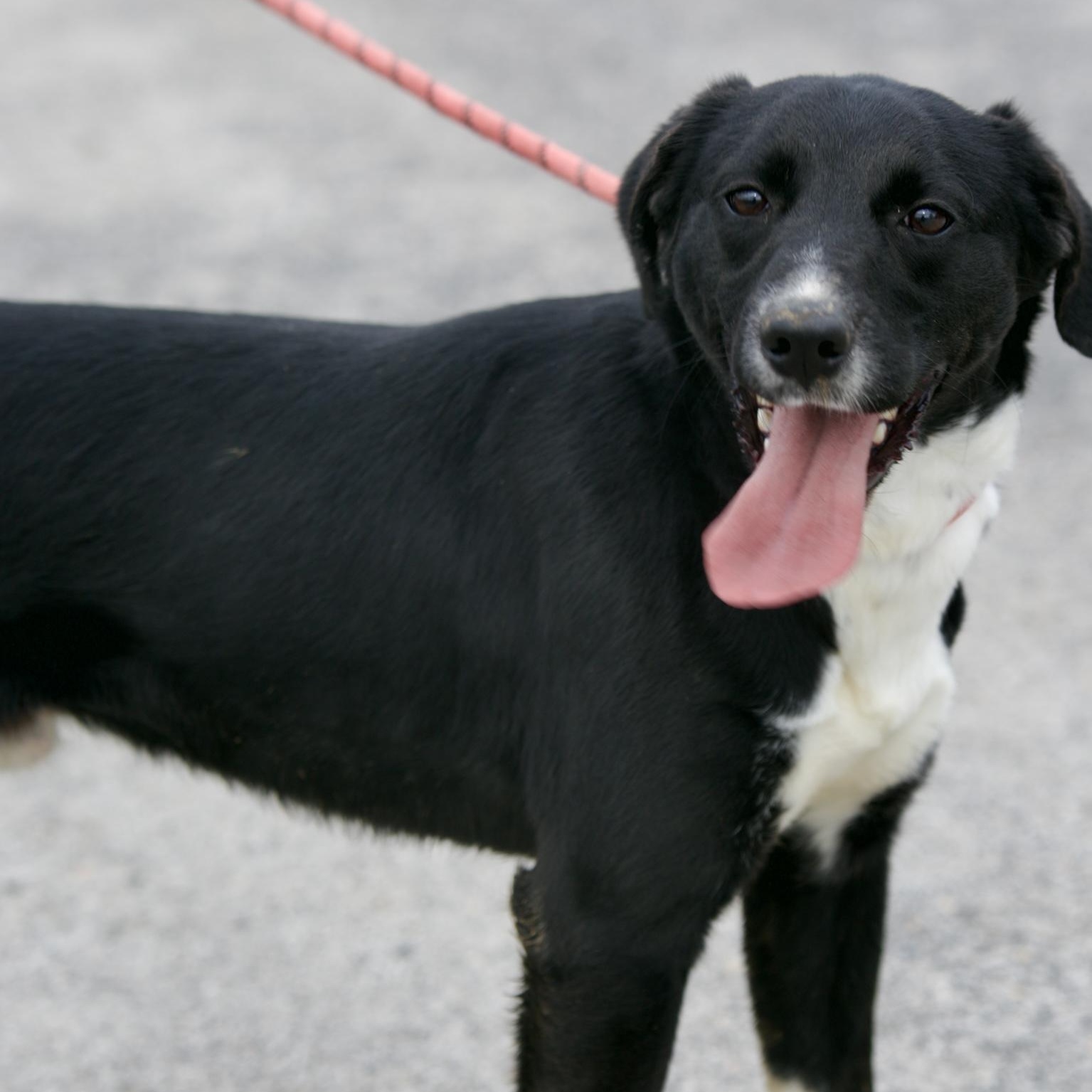Enlarge Eastland, a Adoptable Black Labrador Retriever in Mount Sterling, KY image 1/4