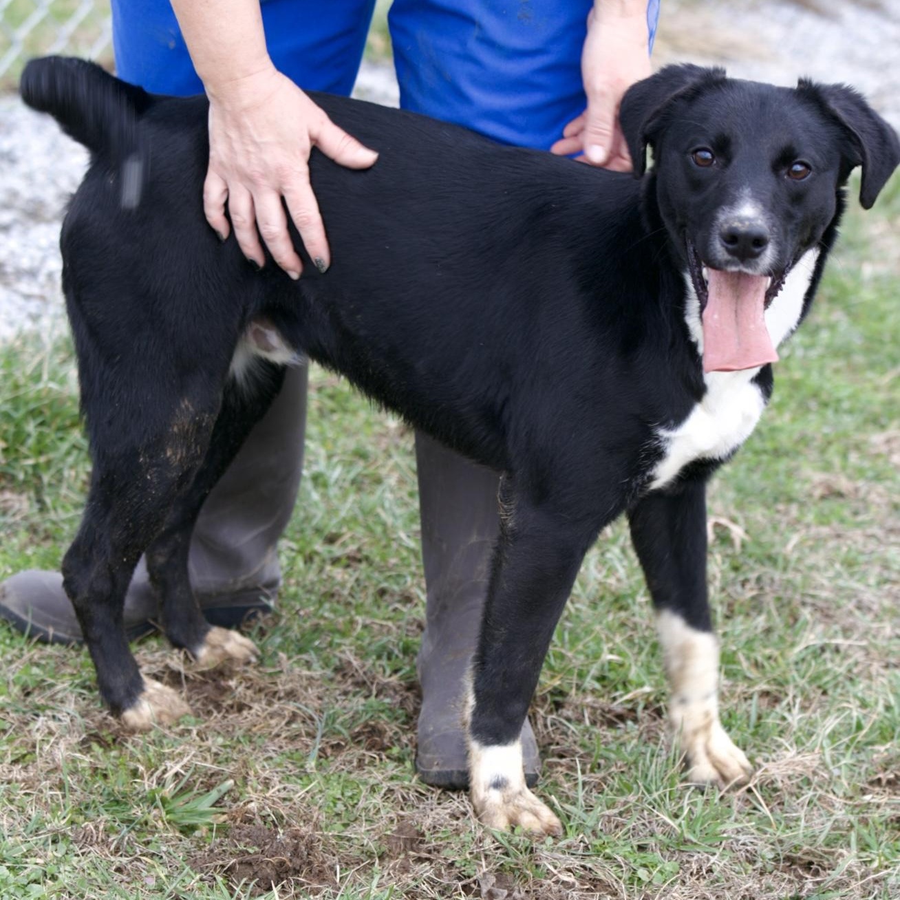 Enlarge Eastland, a Adoptable Black Labrador Retriever in Mount Sterling, KY image 2/4
