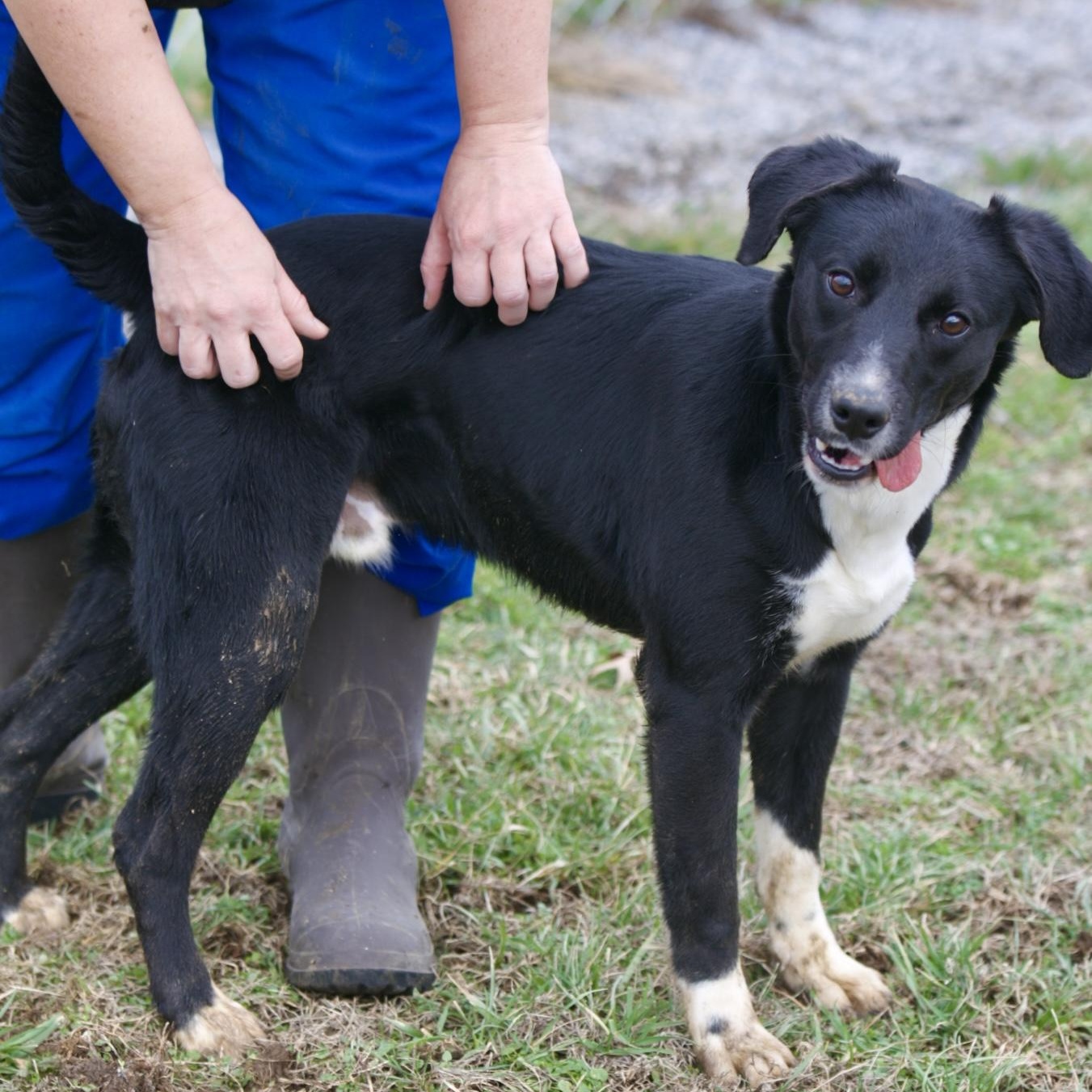 Enlarge Eastland, a Adoptable Black Labrador Retriever in Mount Sterling, KY image 3/4