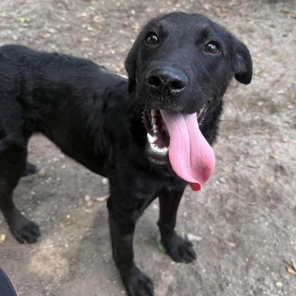 Apple Bottom, Adoptable, Young Female Black Labrador Retriever & Mixed Breed.