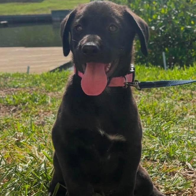 Maisle, adopted, Puppy Female Labrador Retriever.
