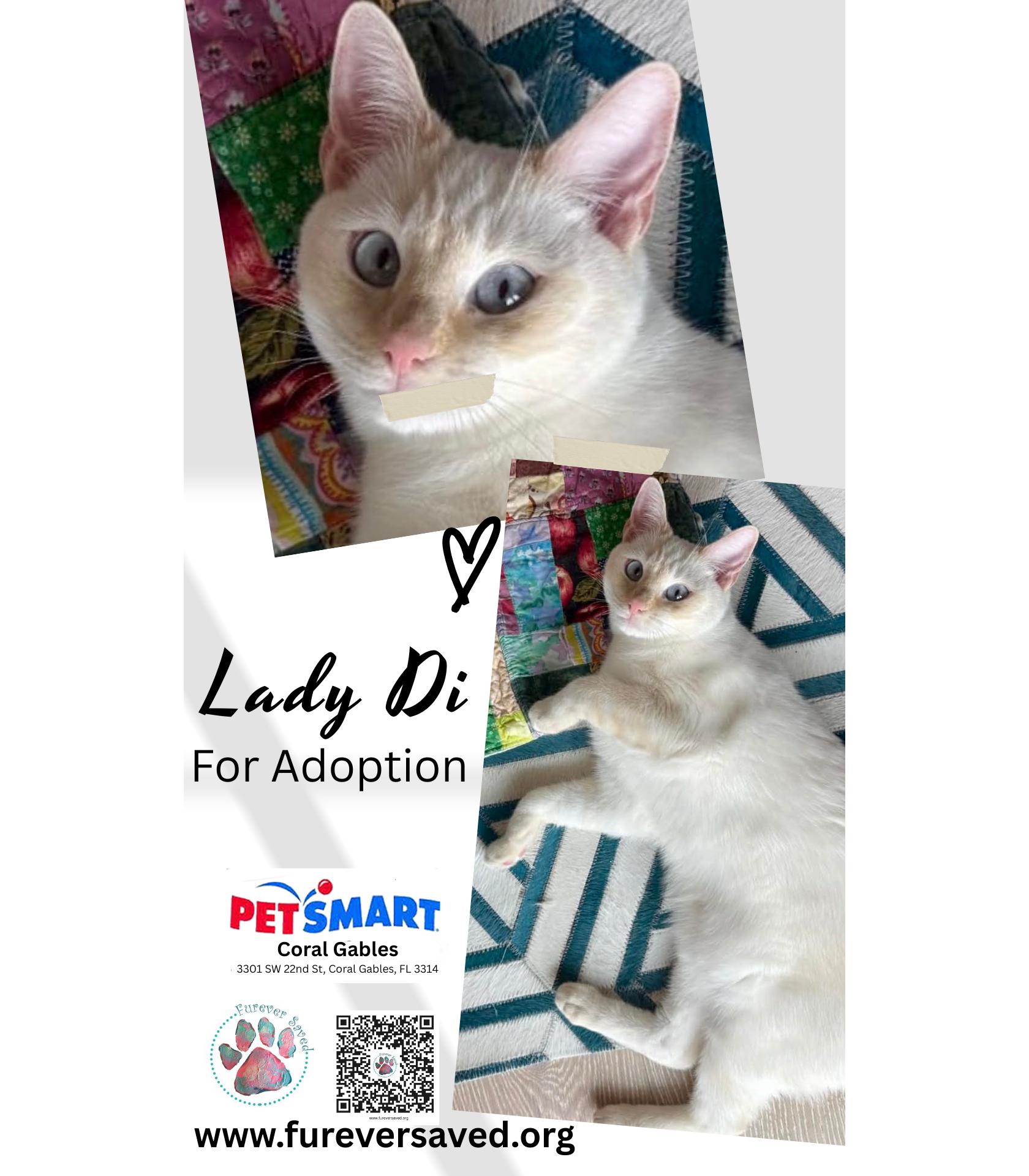 Enlarge Lady Di, a ADOPTABLE Domestic Short Hair in Miami, FL image 3/4