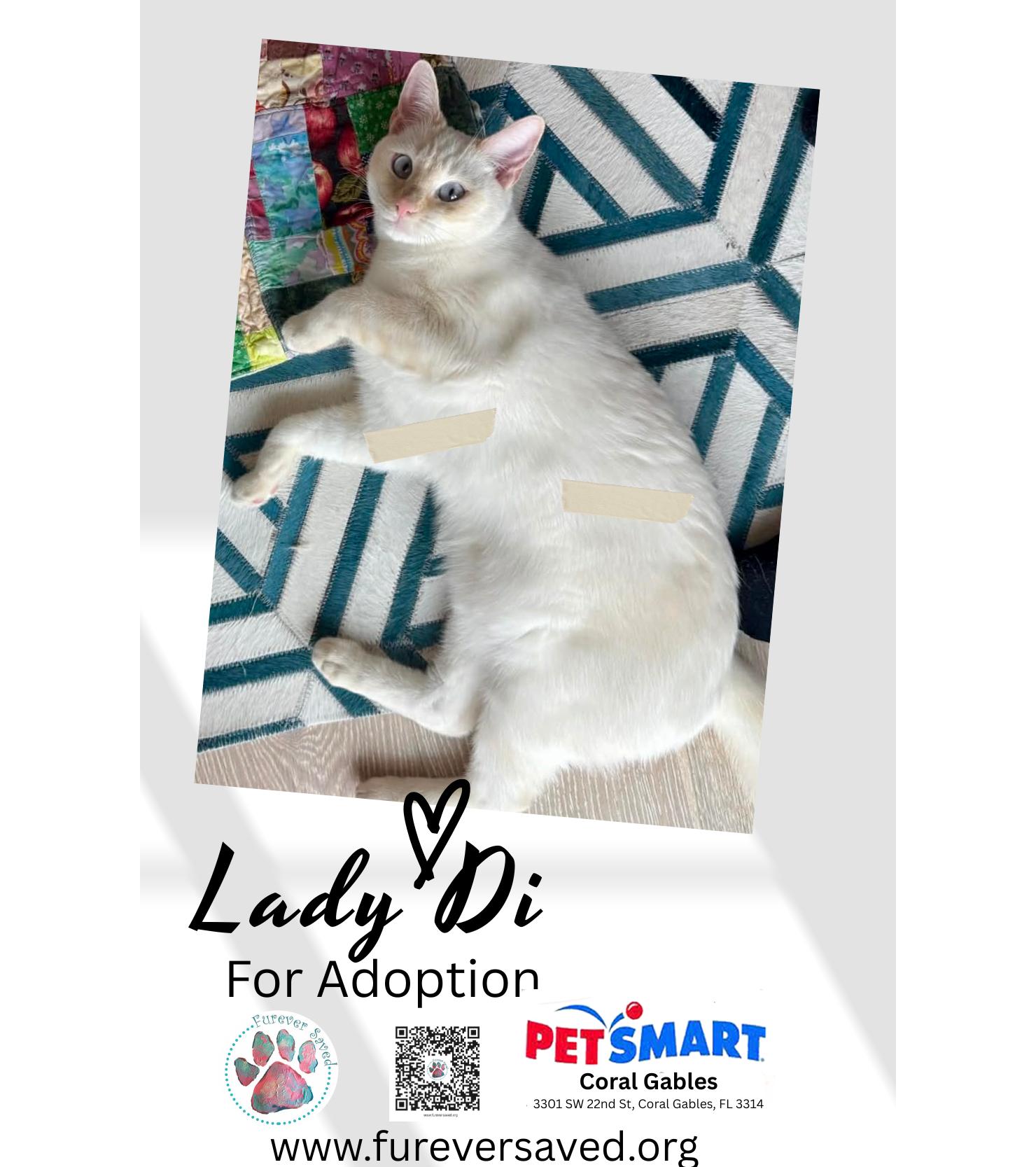 Enlarge Lady Di, a ADOPTABLE Domestic Short Hair in Miami, FL image 2/4