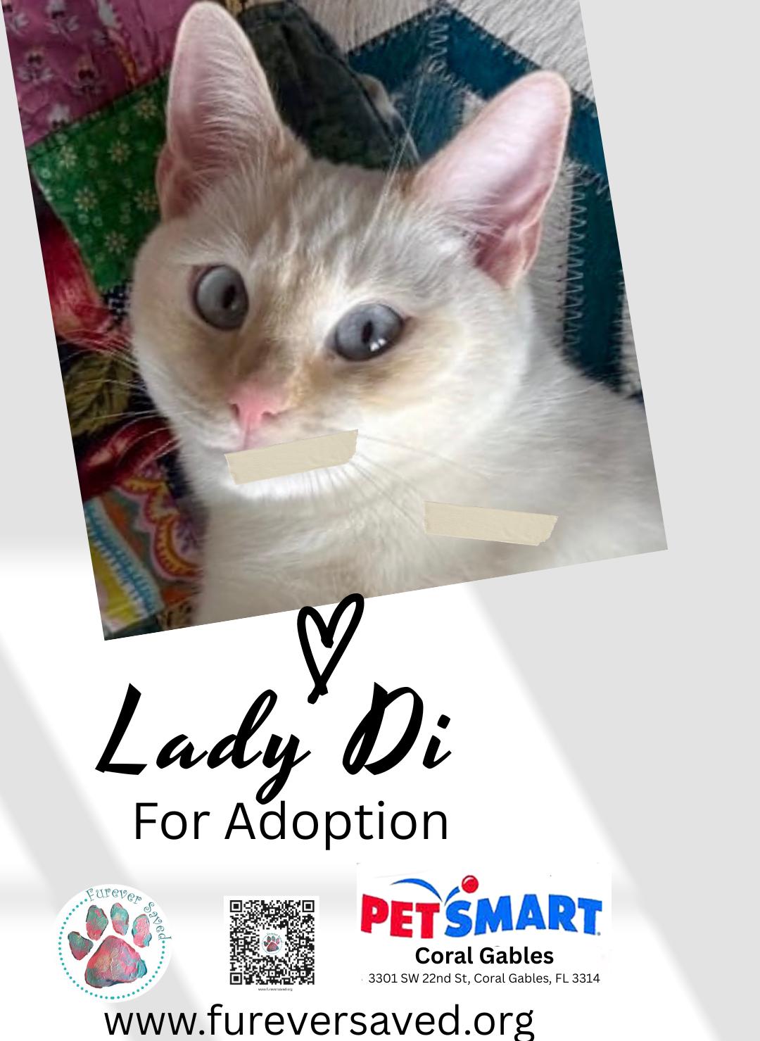 Enlarge Lady Di, a ADOPTABLE Domestic Short Hair in Miami, FL image 1/4