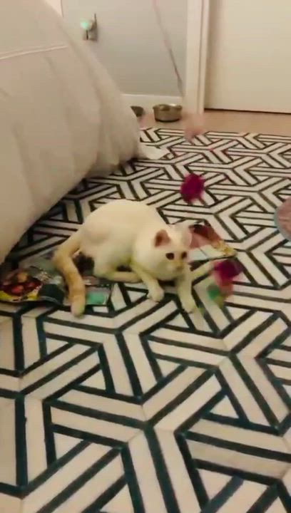 Enlarge Lady Di, a ADOPTABLE Domestic Short Hair in Miami, FL video 4/4