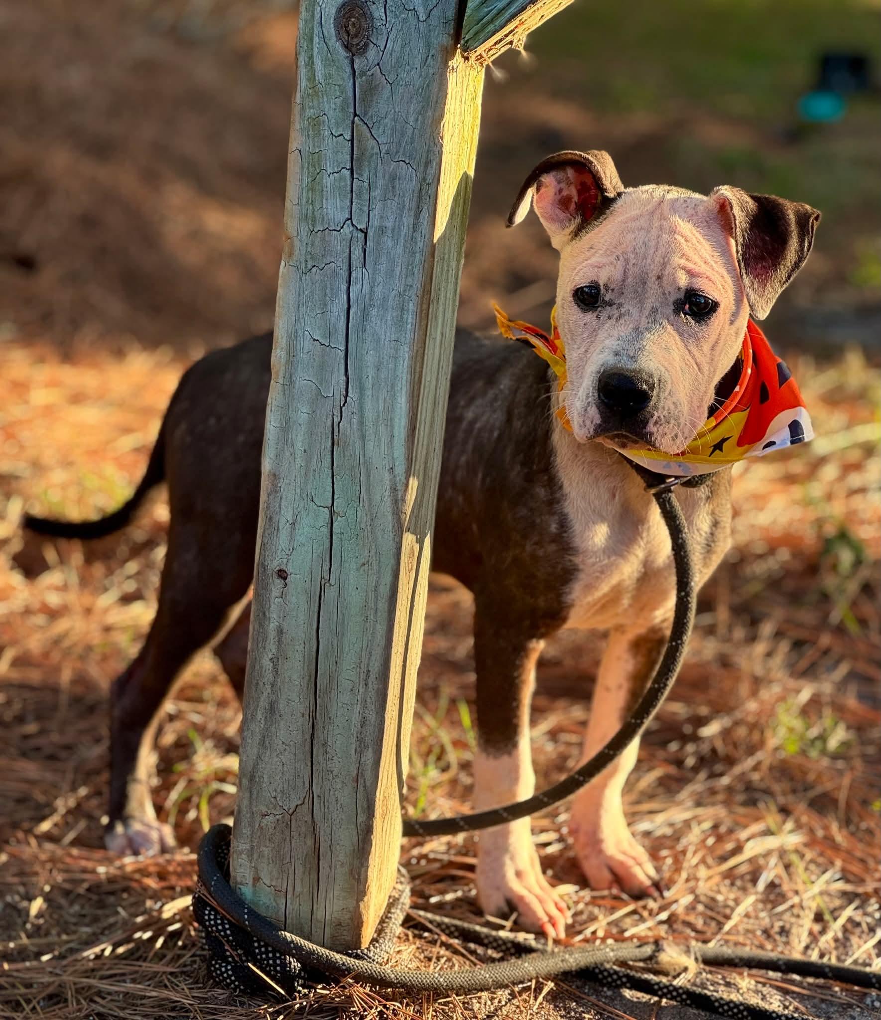 Enlarge Fergie, a Adoptable Mixed Breed in Sumter, SC image 1/1