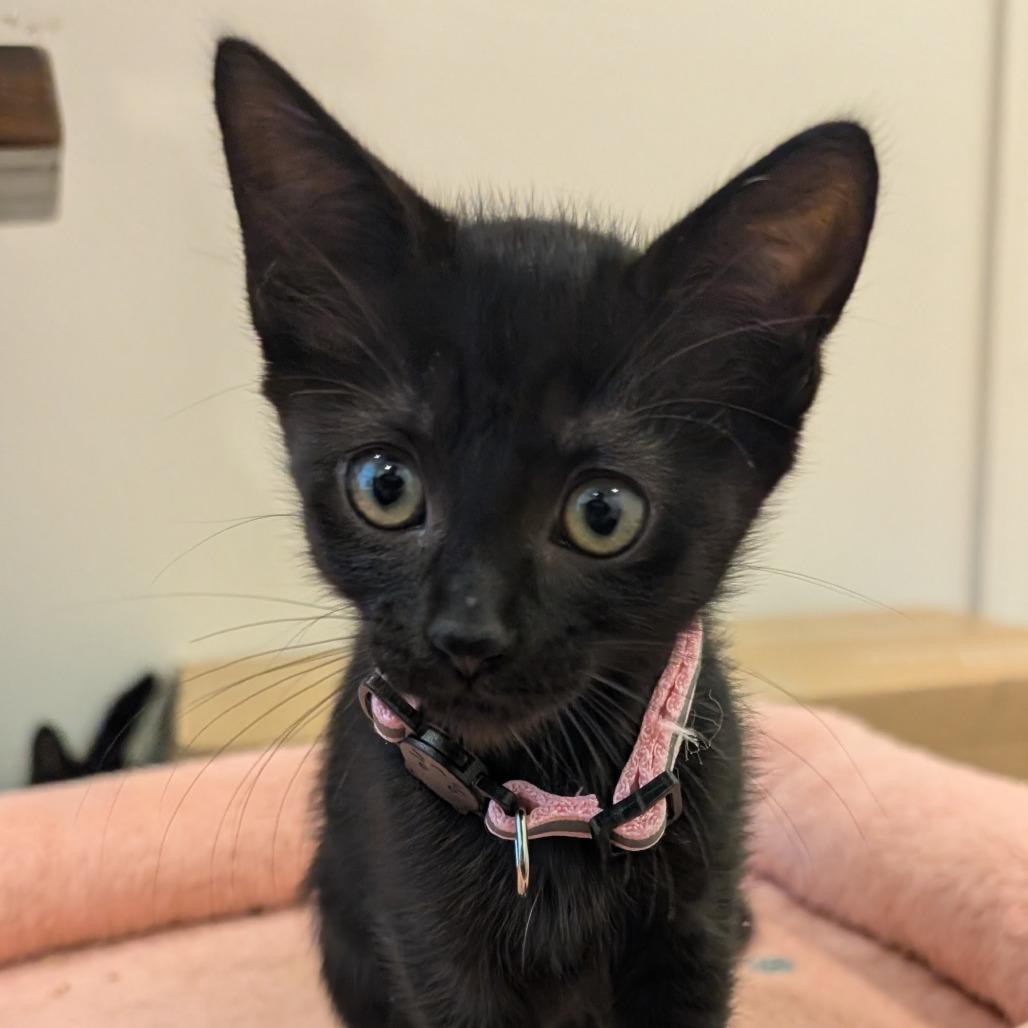 Empenada, Adoptable, Kitten Female Domestic Short Hair.