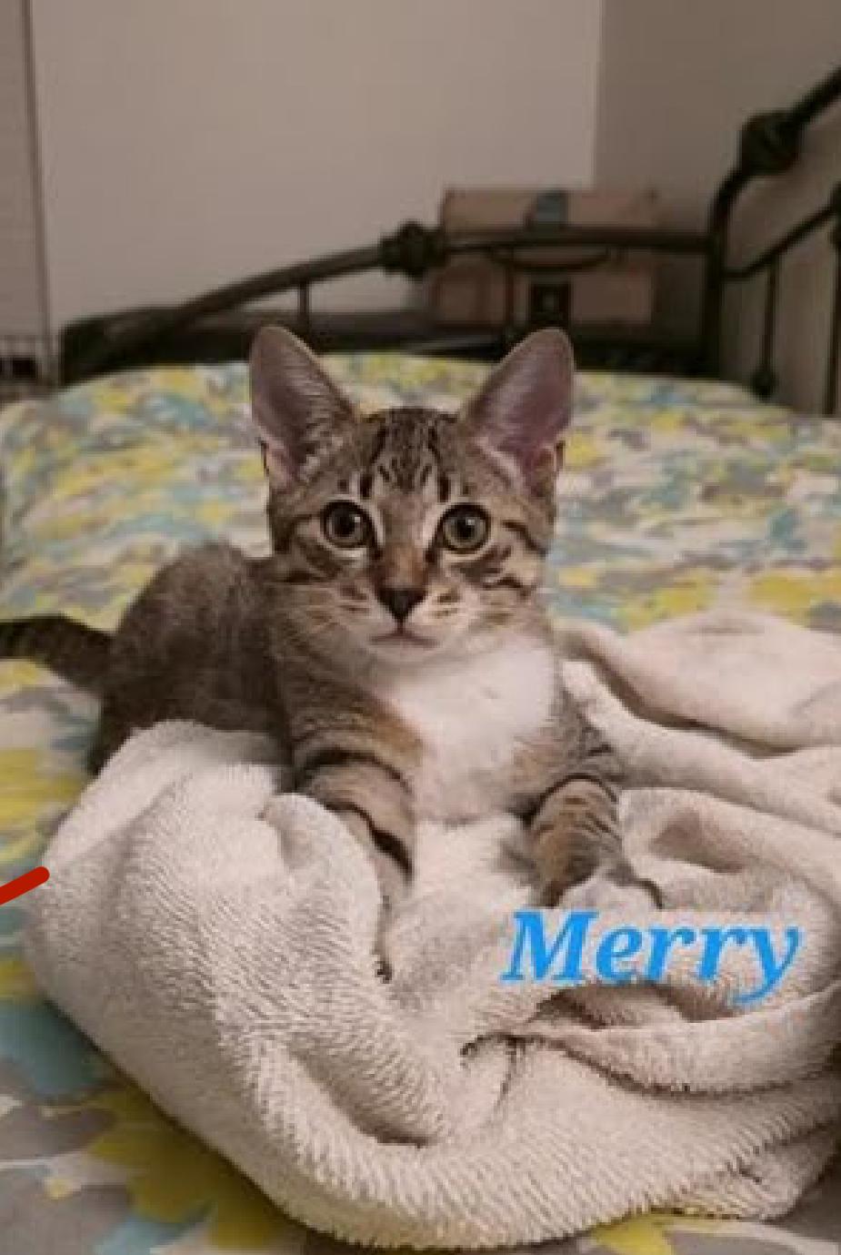 Merry (courtesy listing)