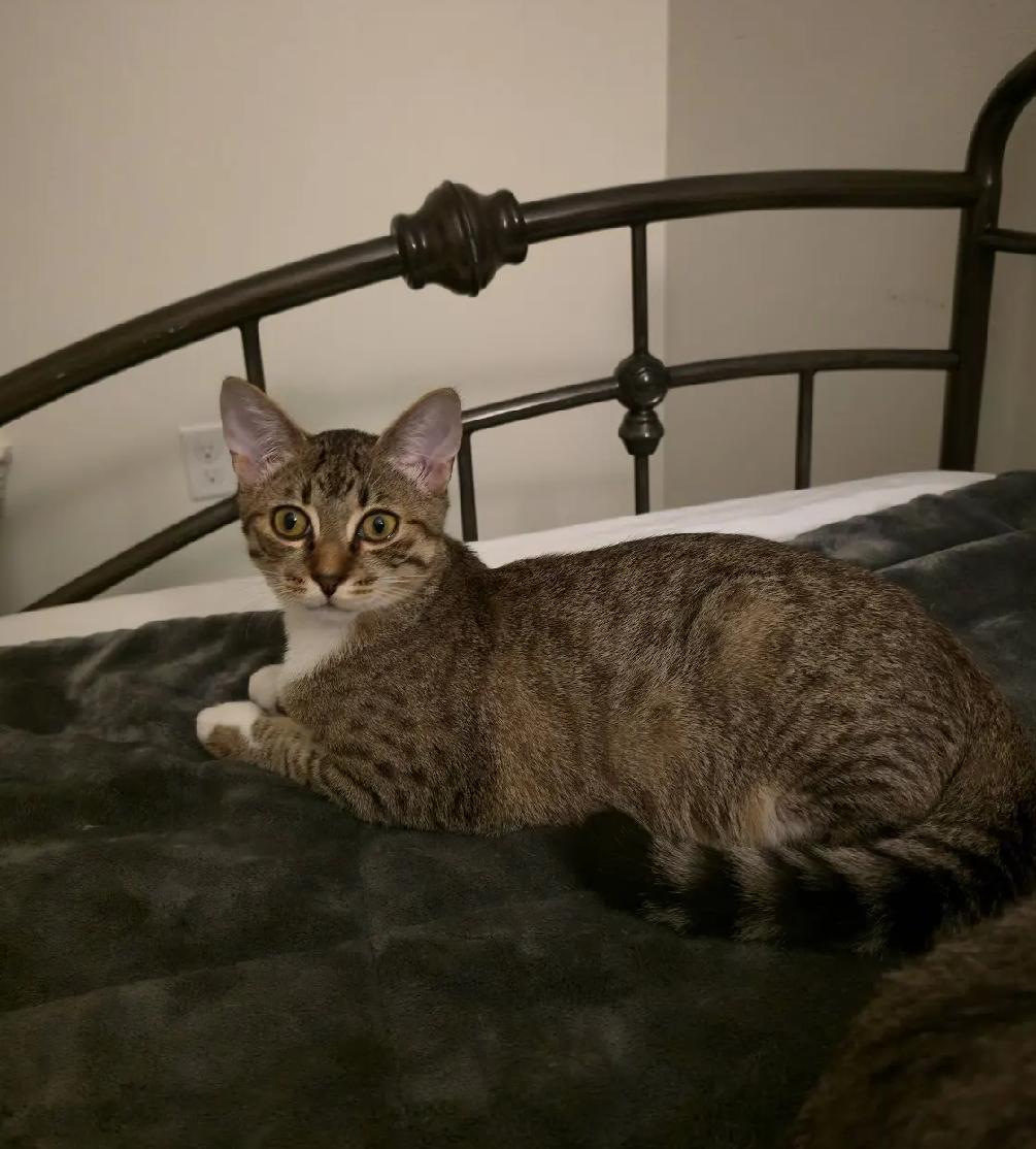 Enlarge Merry (courtesy listing), a Adoptable Domestic Short Hair in Baton Rouge, LA image 2/4