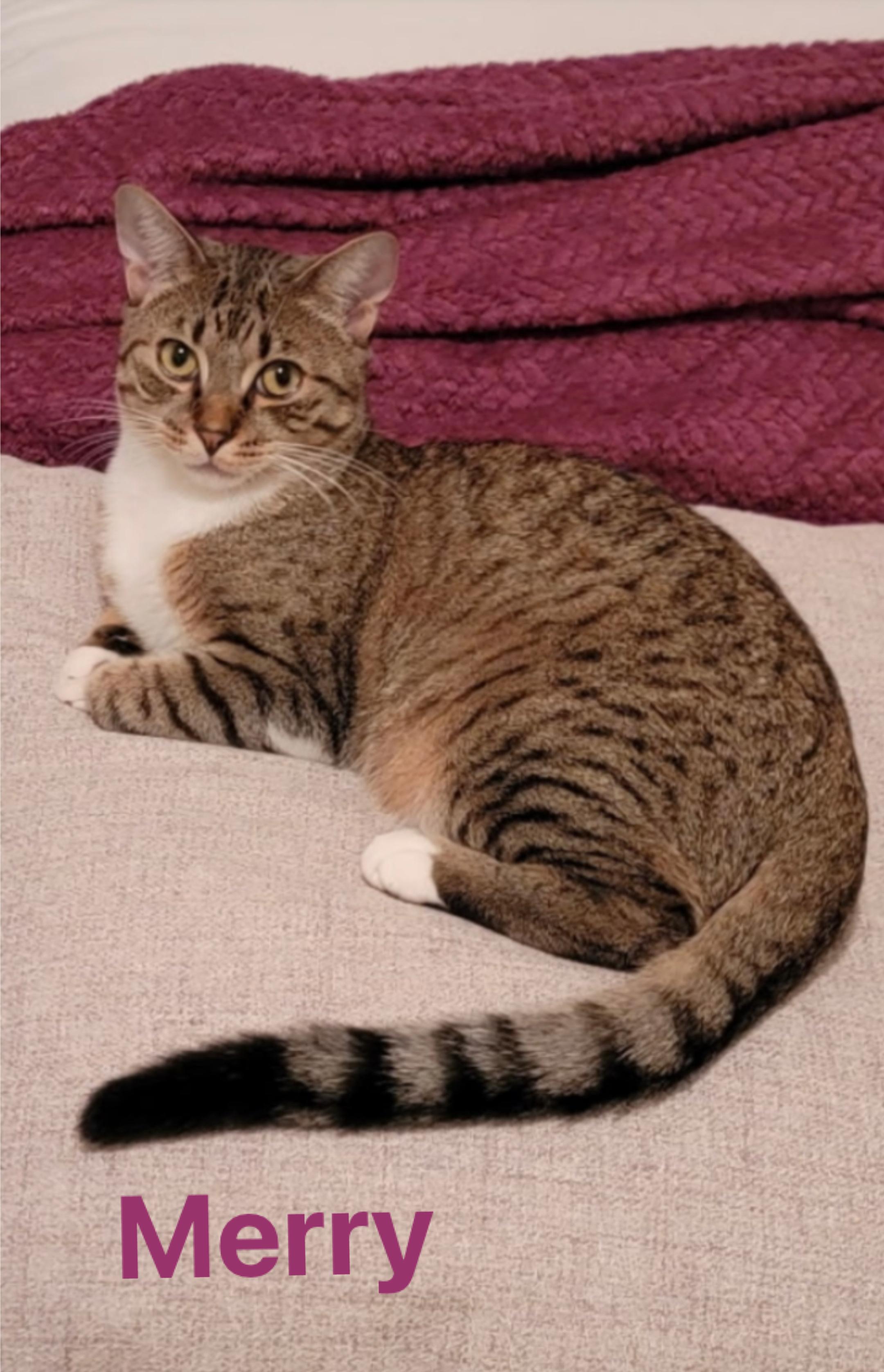 Enlarge Merry (courtesy listing), a Adoptable Domestic Short Hair in Baton Rouge, LA image 3/4