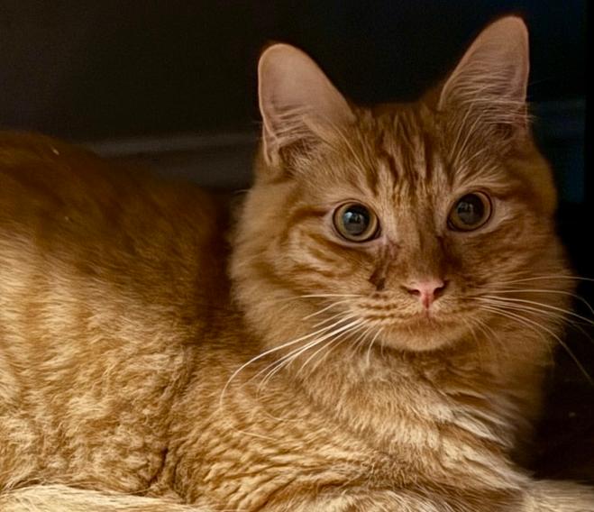 Reeses, Adoptable, Young Male Tabby.