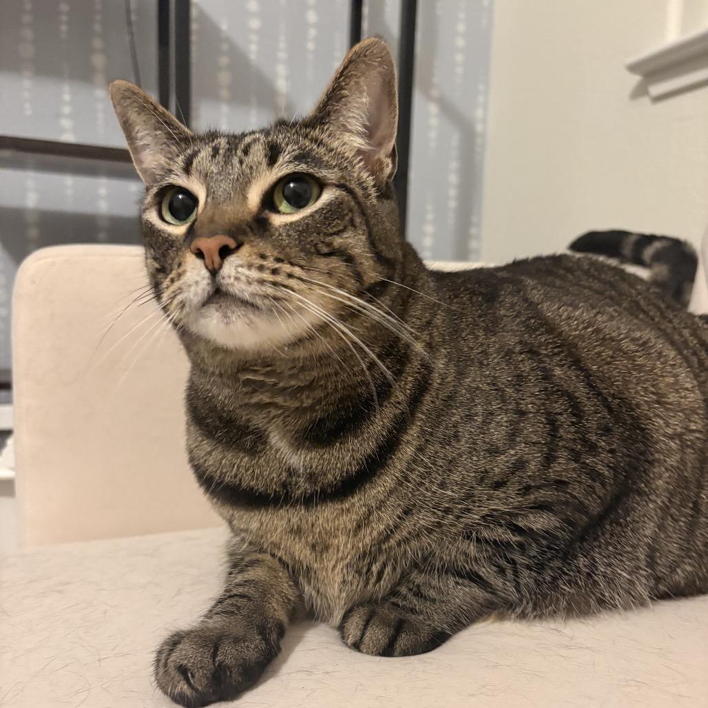 Sophie, Adoptable, Adult Female Domestic Short Hair.