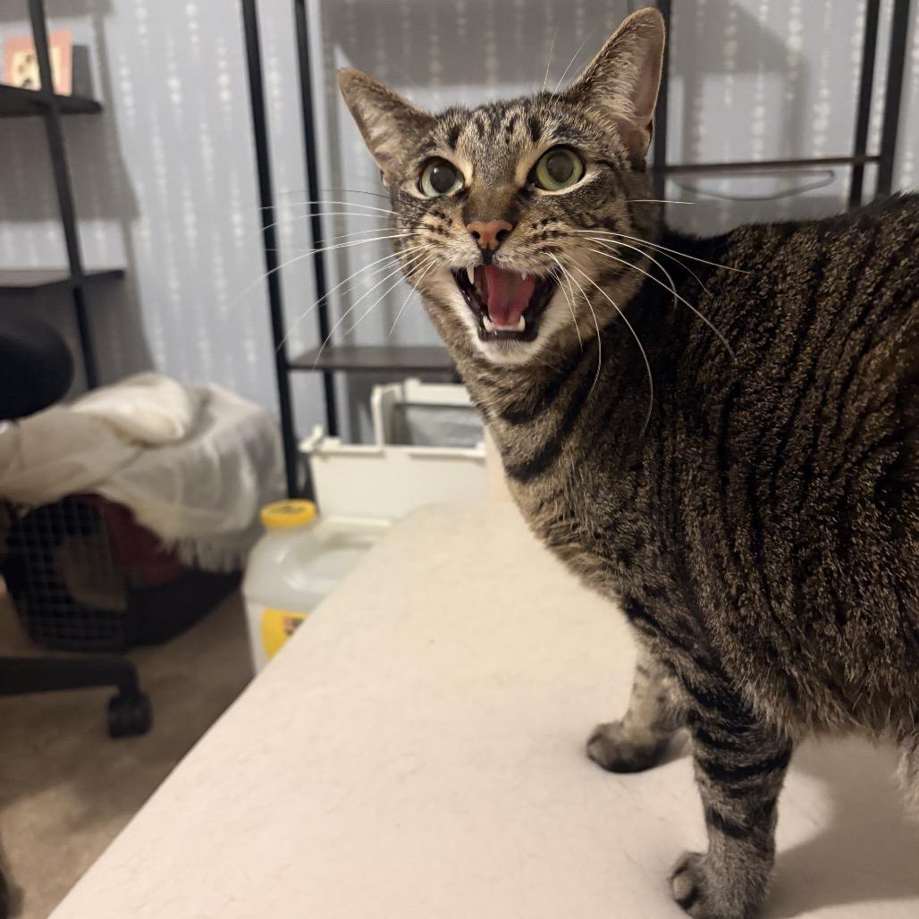 Sophie, a Adoptable Domestic Short Hair in Lakehead, CA image 2/4