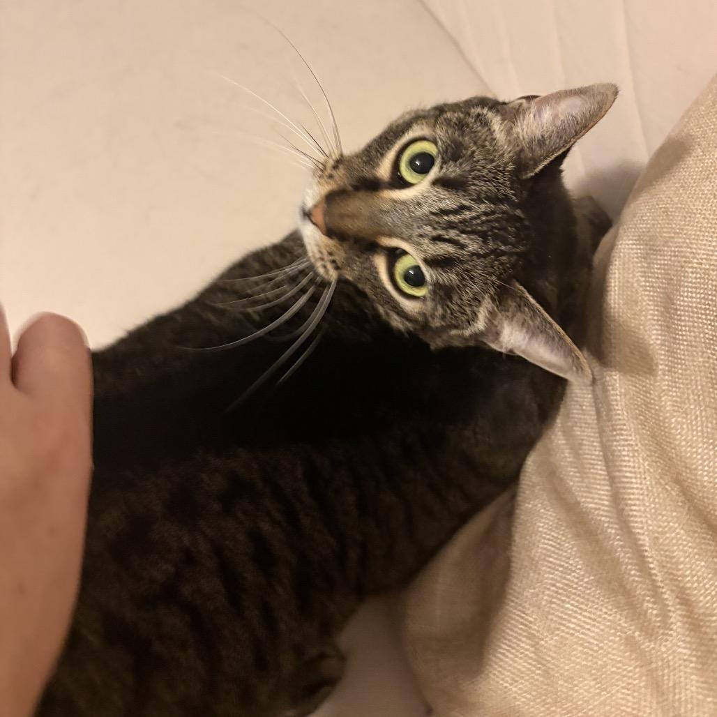 Sophie, a Adoptable Domestic Short Hair in Lakehead, CA image 3/4