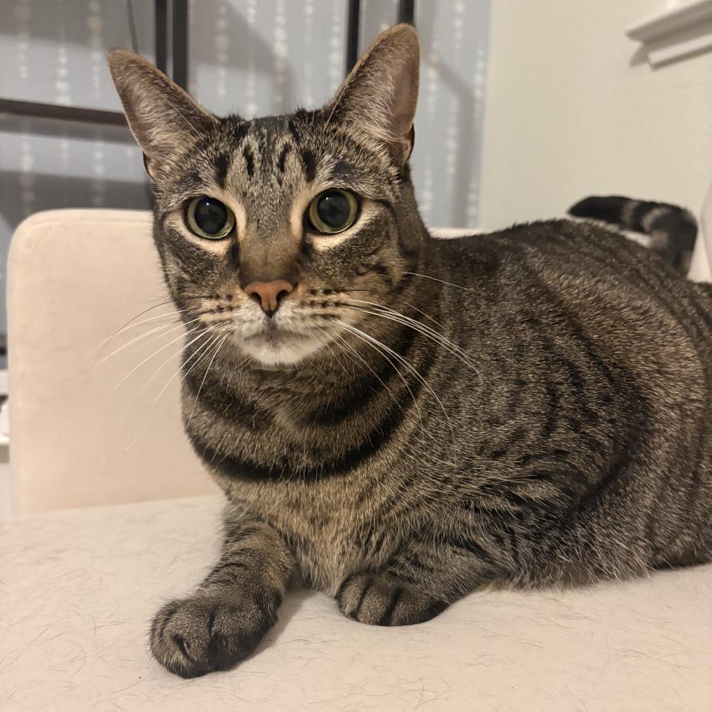 Sophie, a Adoptable Domestic Short Hair in Lakehead, CA image 4/4