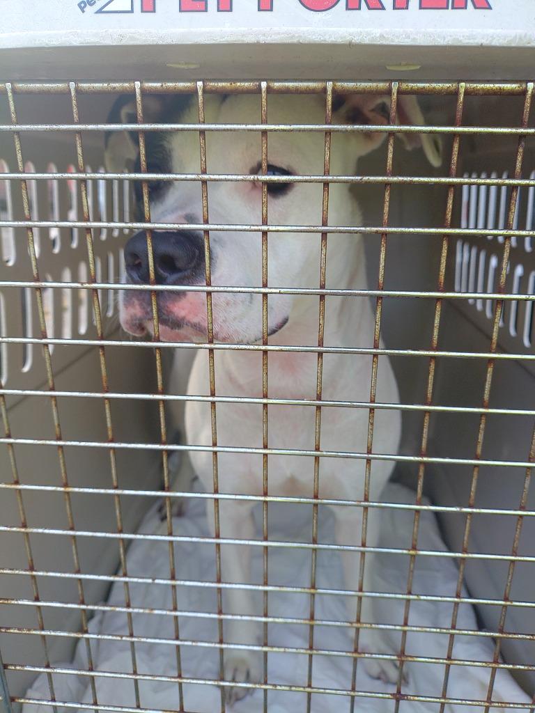 Lola, Adoptable, Young Female Pit Bull Terrier.