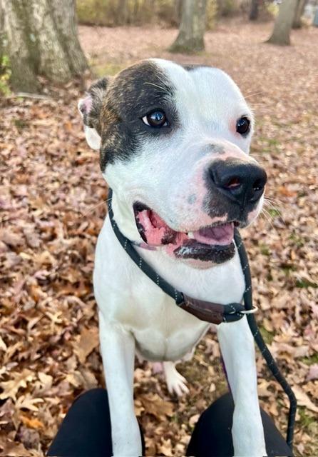 Enlarge Lola, a Adoptable Pit Bull Terrier in Saint Clairsville, OH image 2/2