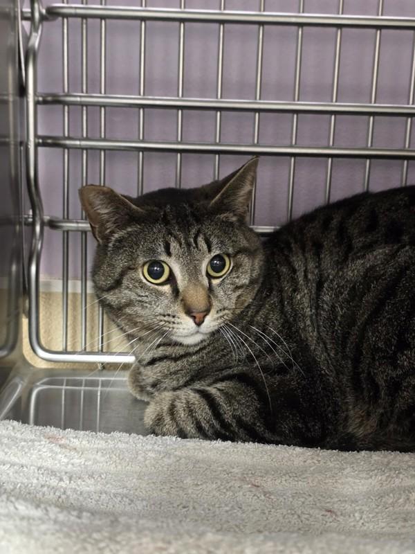 Ravi, Adoptable, Adult Male Domestic Short Hair.