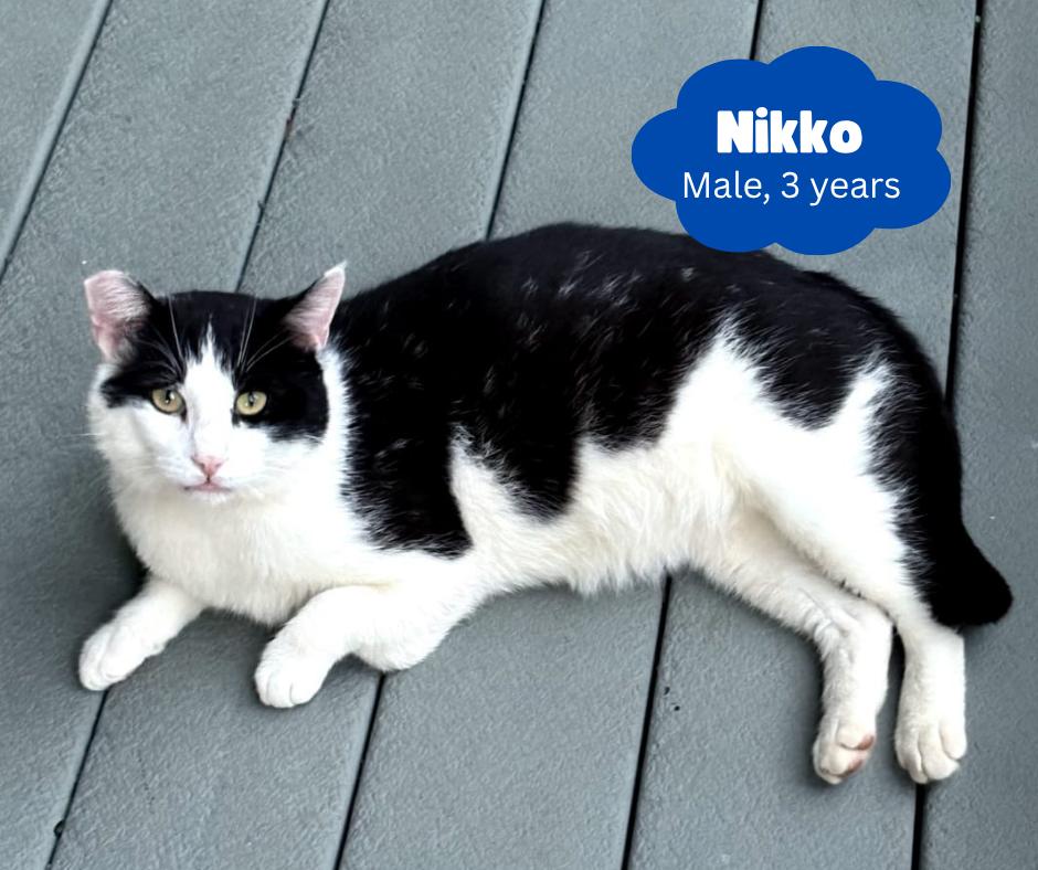 Nikko, Adoptable, Young Male Domestic Short Hair.