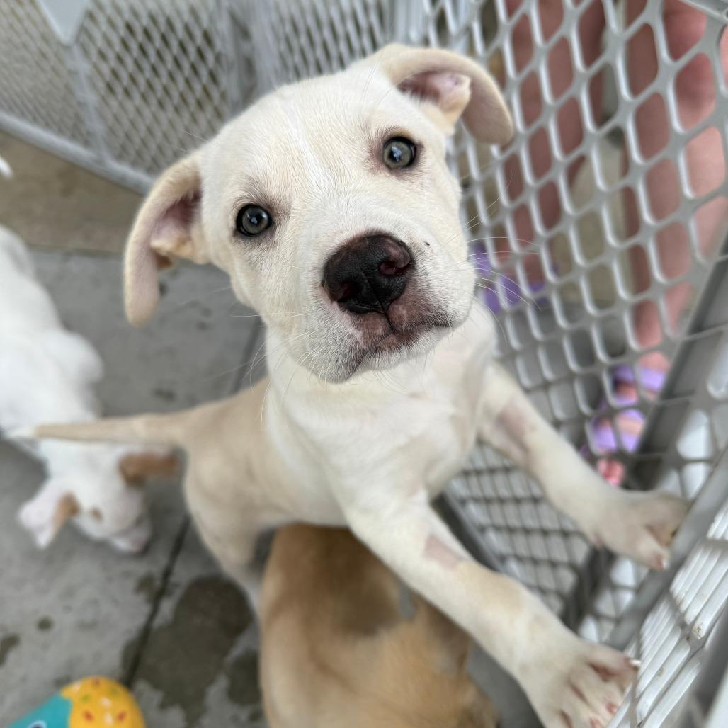 Starry, Adoptable, Puppy Male American Staffordshire Terrier & Husky.