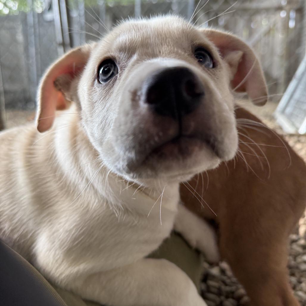 Enlarge Starry, a Adoptable mixed breed in Madison, WI image 2/5