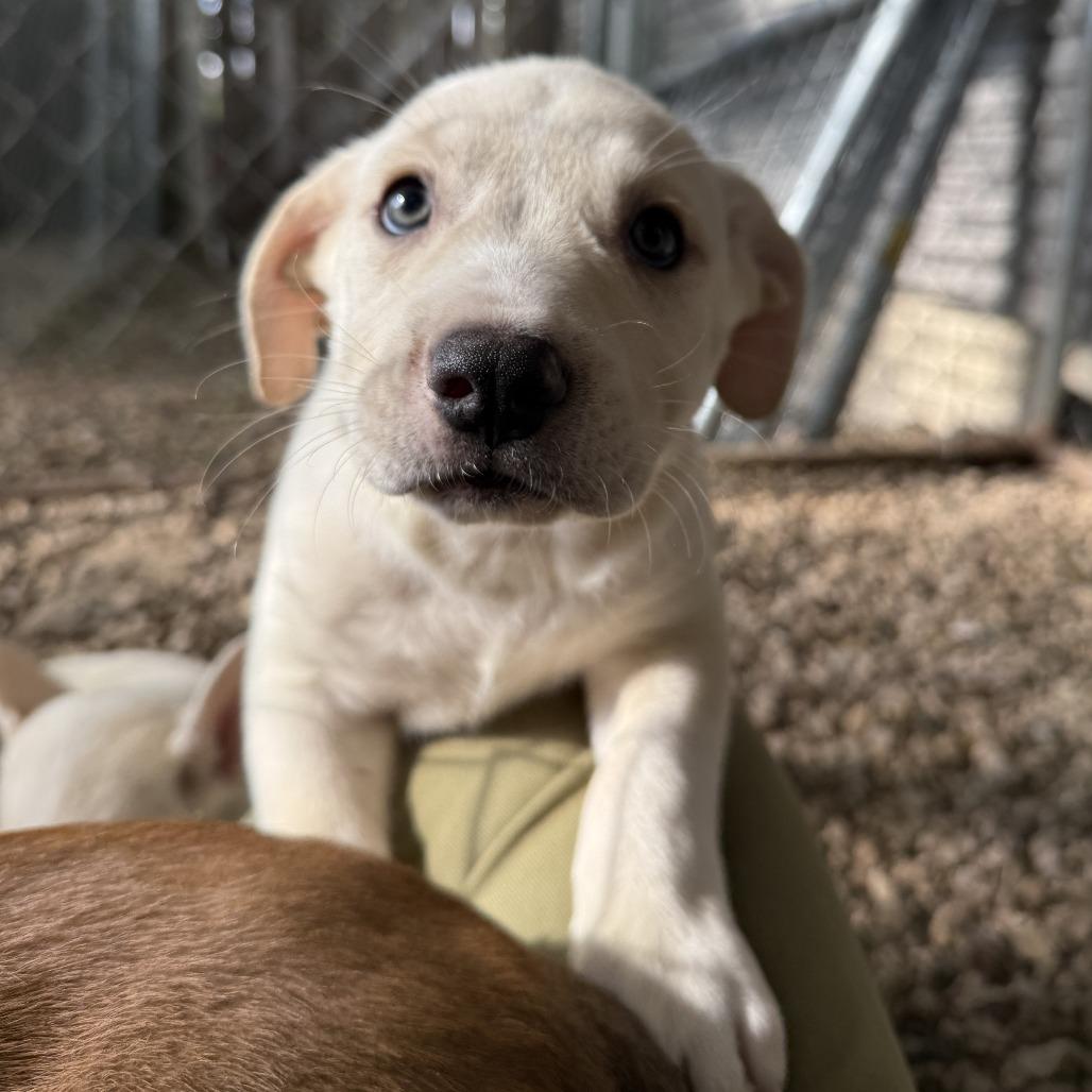Enlarge Starry, a Adoptable mixed breed in Madison, WI image 3/5