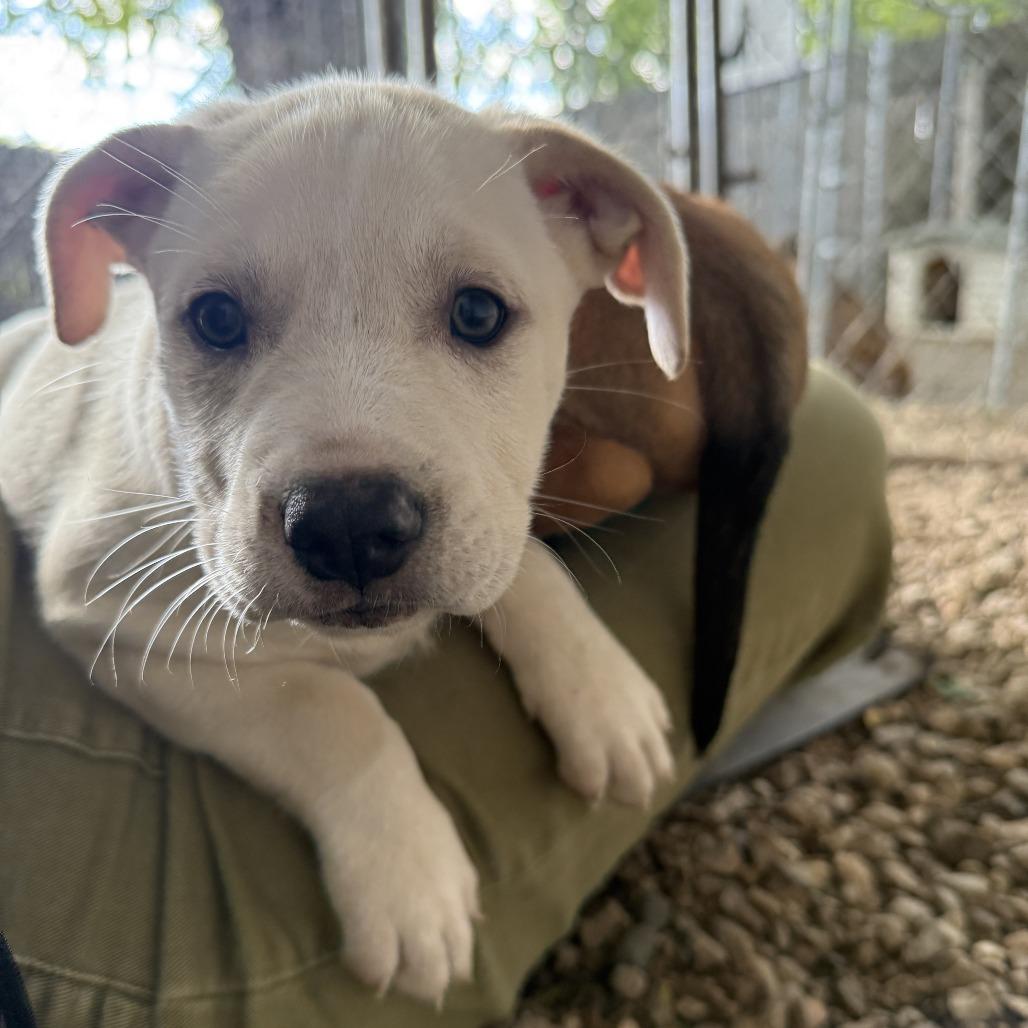 Enlarge Starry, a Adoptable mixed breed in Madison, WI image 4/5