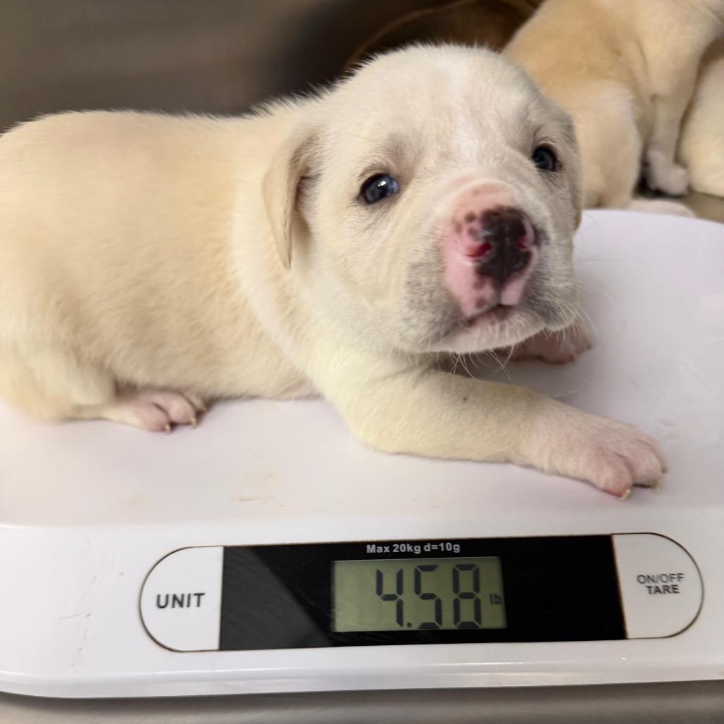 Enlarge Starry, a Adoptable mixed breed in Madison, WI image 5/5