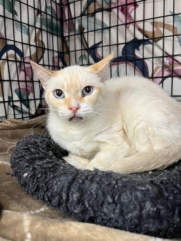 Harper, Adoptable, Senior Female Domestic Short Hair.