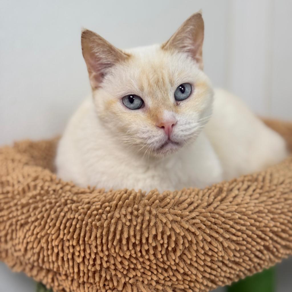 Enlarge Harper, a Adoptable mixed breed in Corpus Christi, TX image 2/4