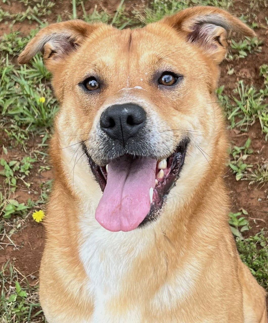 Blythe, Adoptable, Young Female Shepherd.