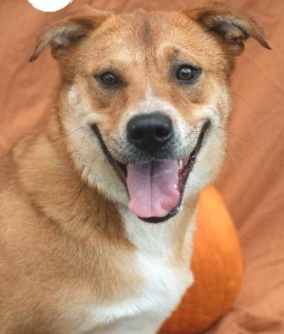 Blythe, a Adoptable Shepherd in Carrollton, GA image 2/3