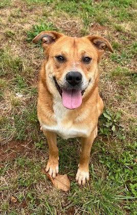 Blythe, a Adoptable Shepherd in Carrollton, GA image 3/3