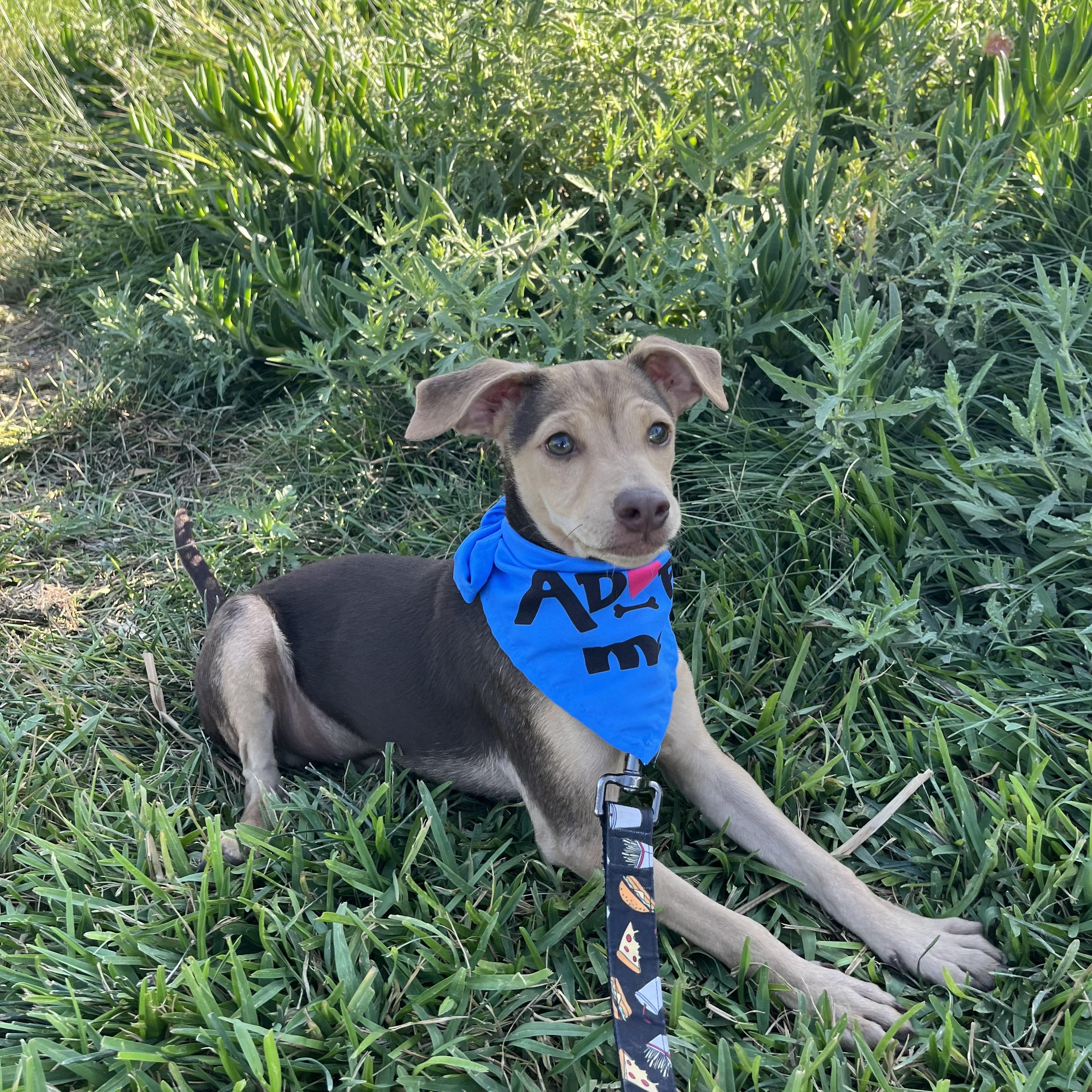 Milo