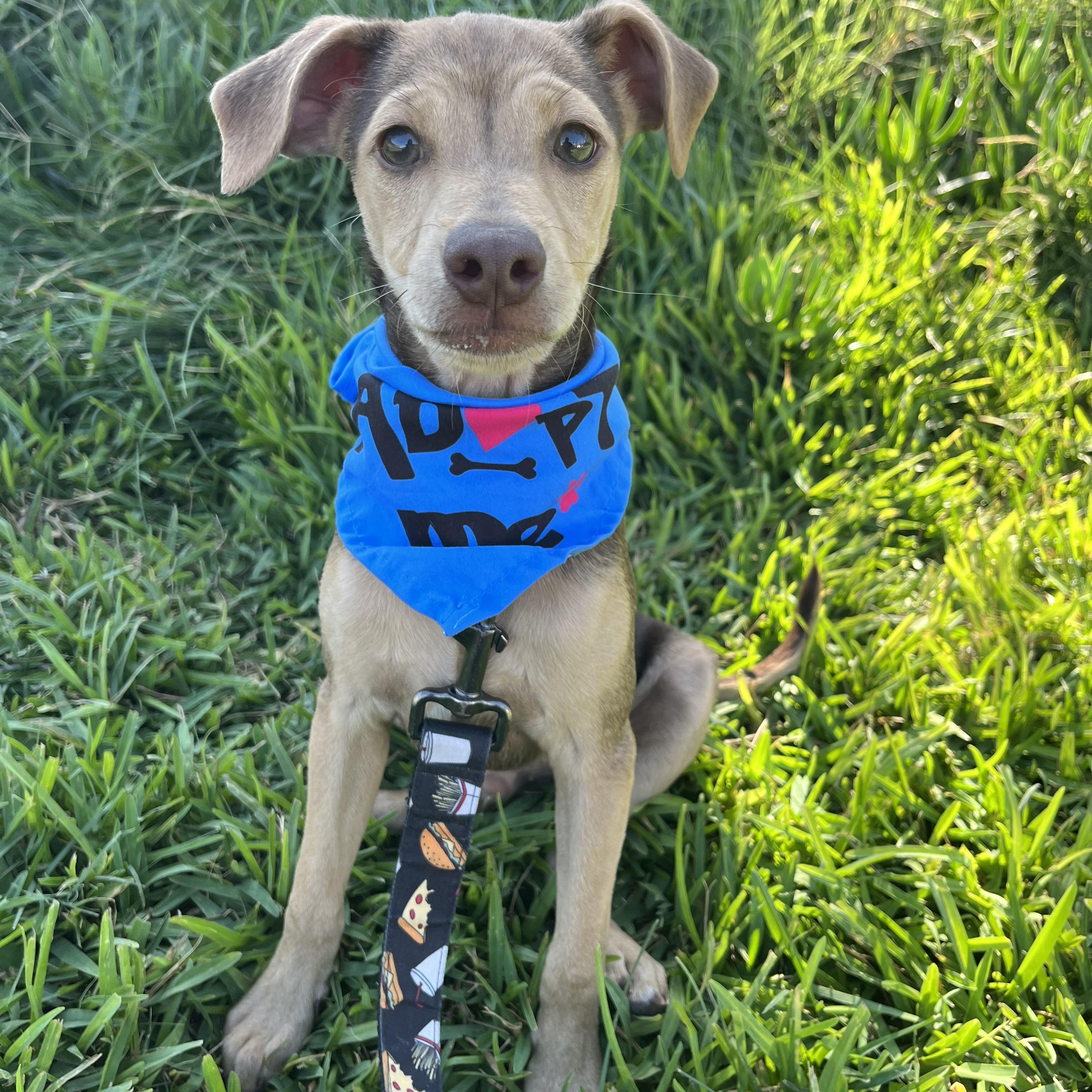 Milo