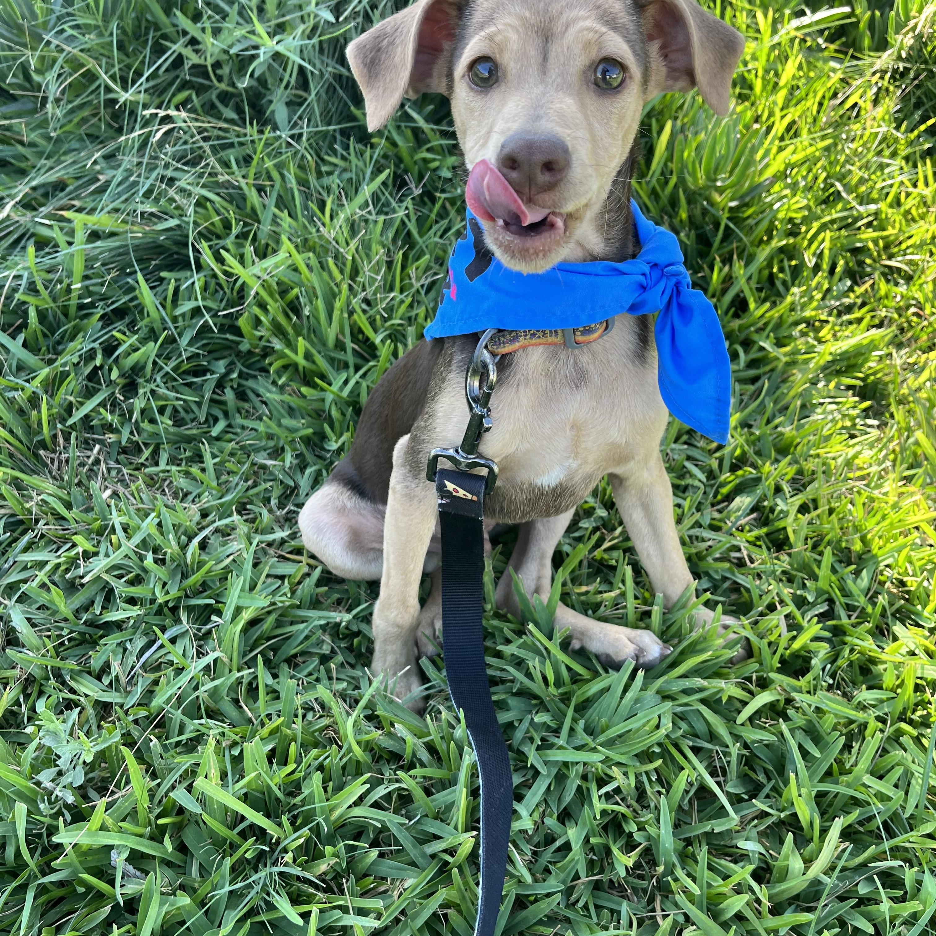 Milo