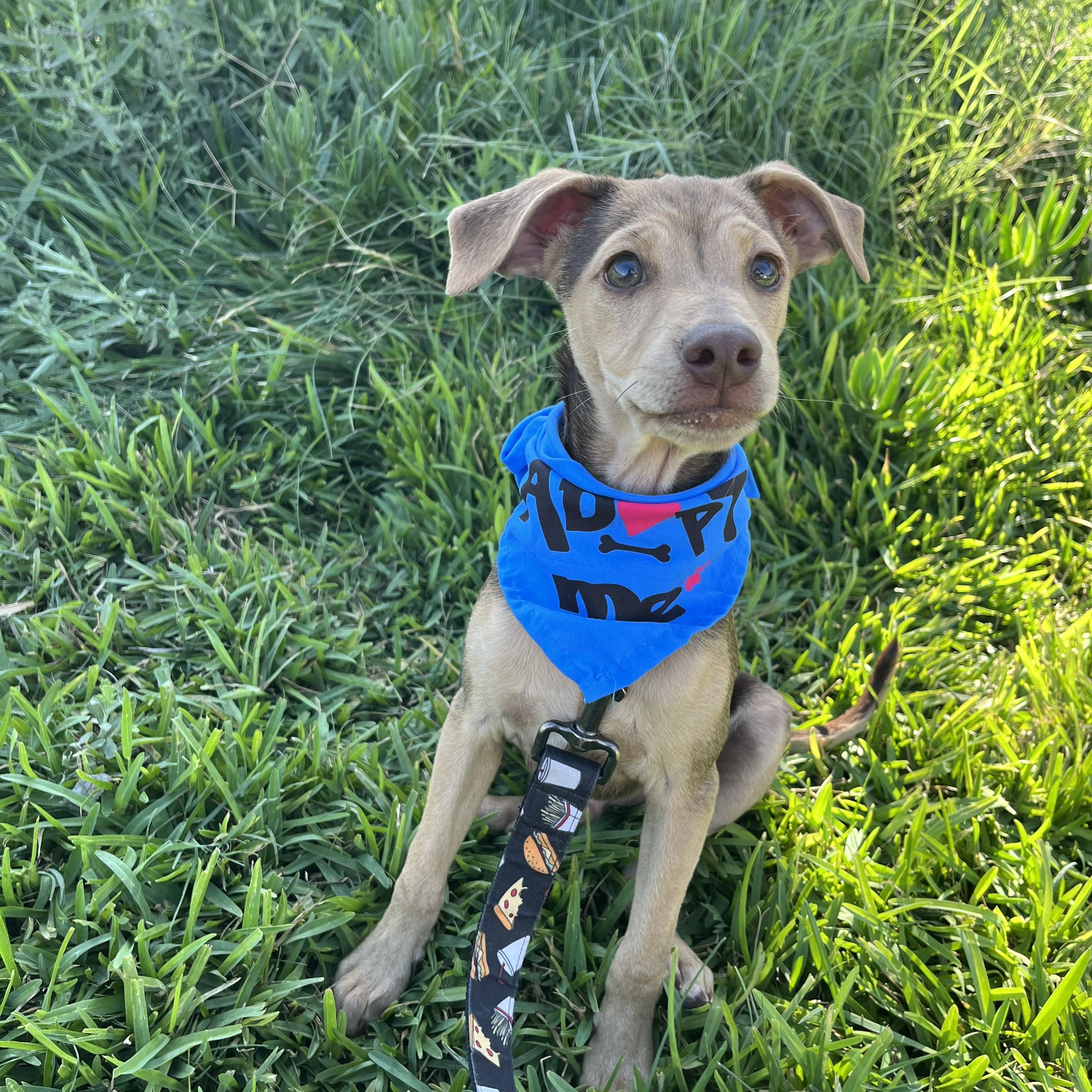 Milo