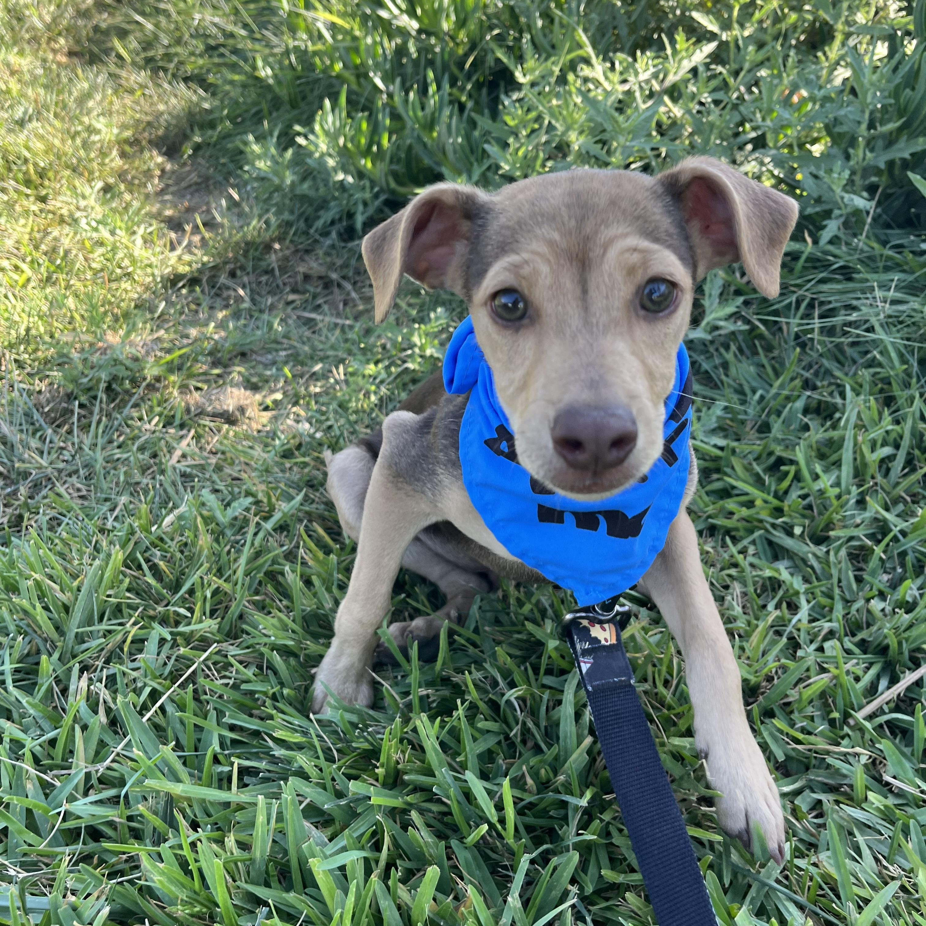 Milo