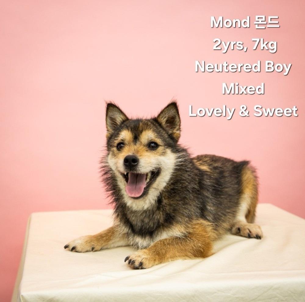 Mond, Adoptable, Young Male Mixed Breed.