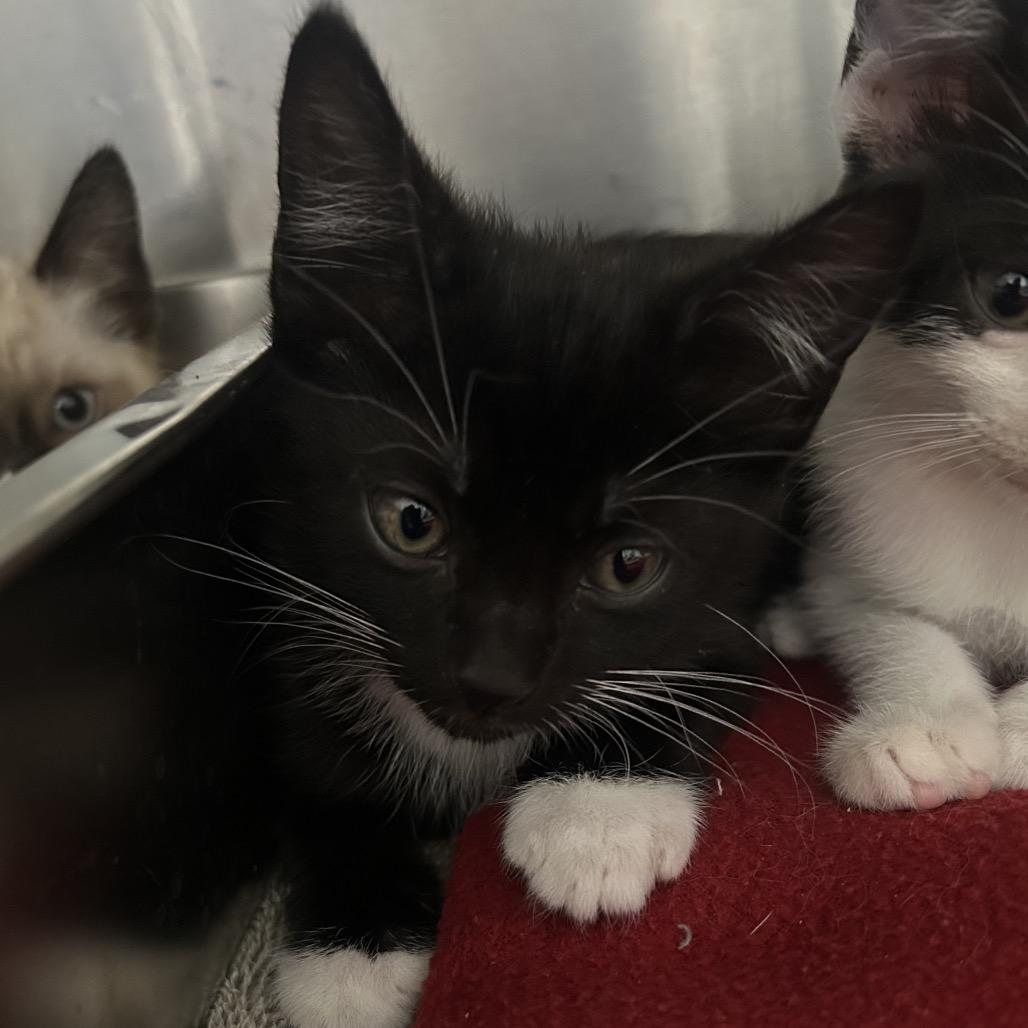 Tavio, Adoptable, Kitten Male Domestic Short Hair.