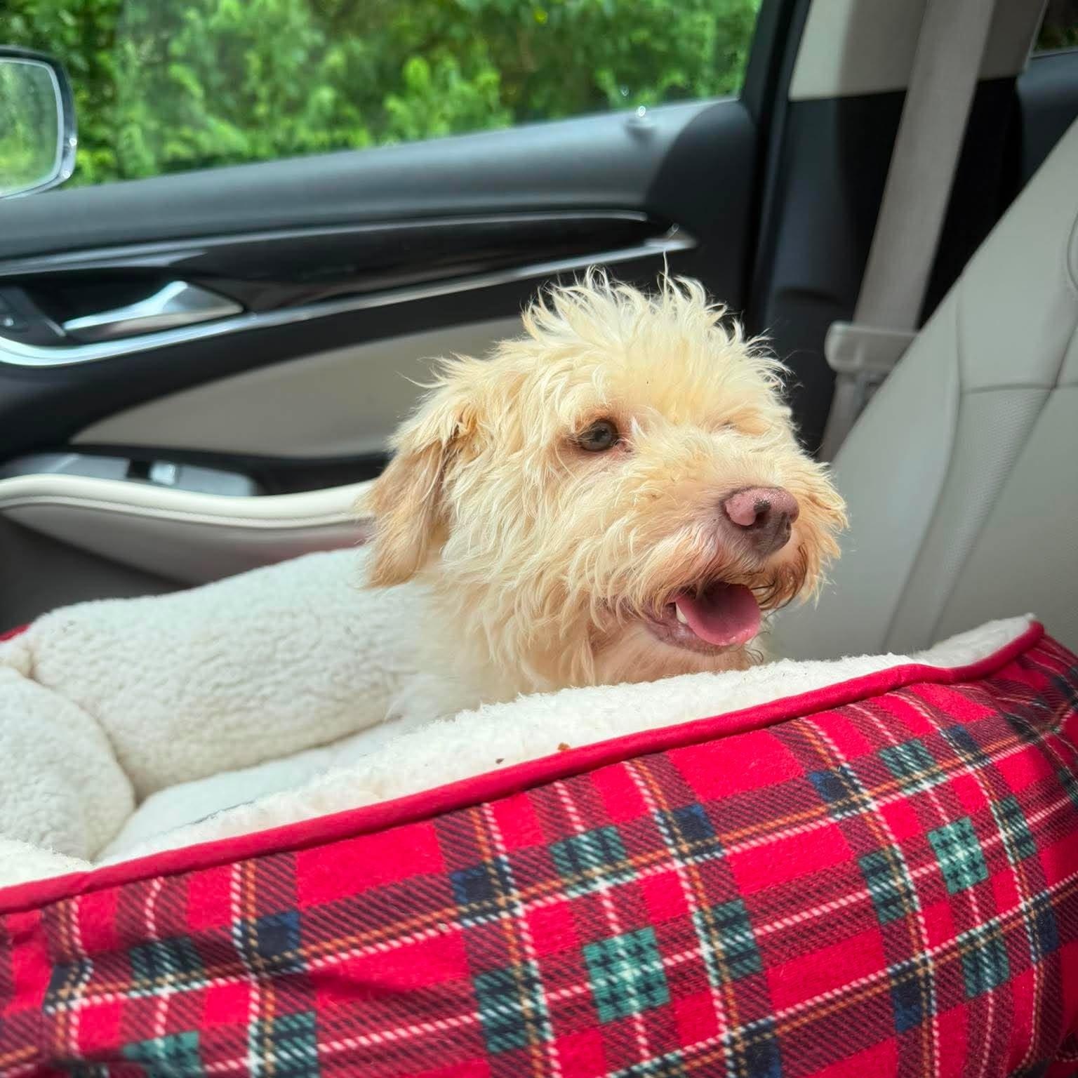 Enlarge Diva, an adopted Maltipoo in Homer Glen, IL image 4/4
