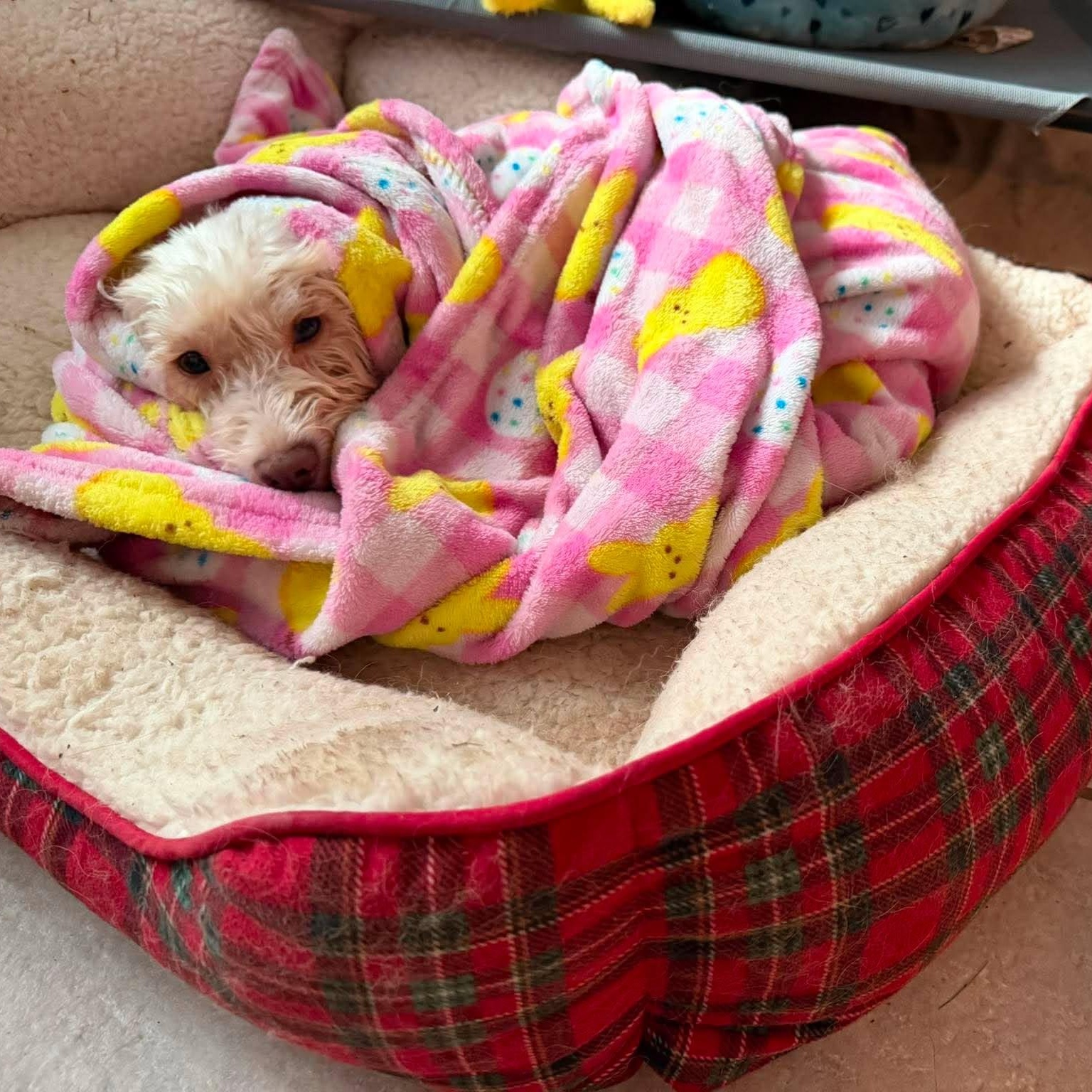 Enlarge Diva, an adopted Maltipoo in Homer Glen, IL image 3/4