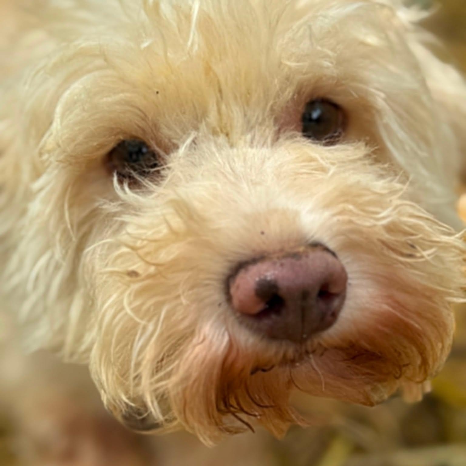 Enlarge Diva, an adopted Maltipoo in Homer Glen, IL image 2/4