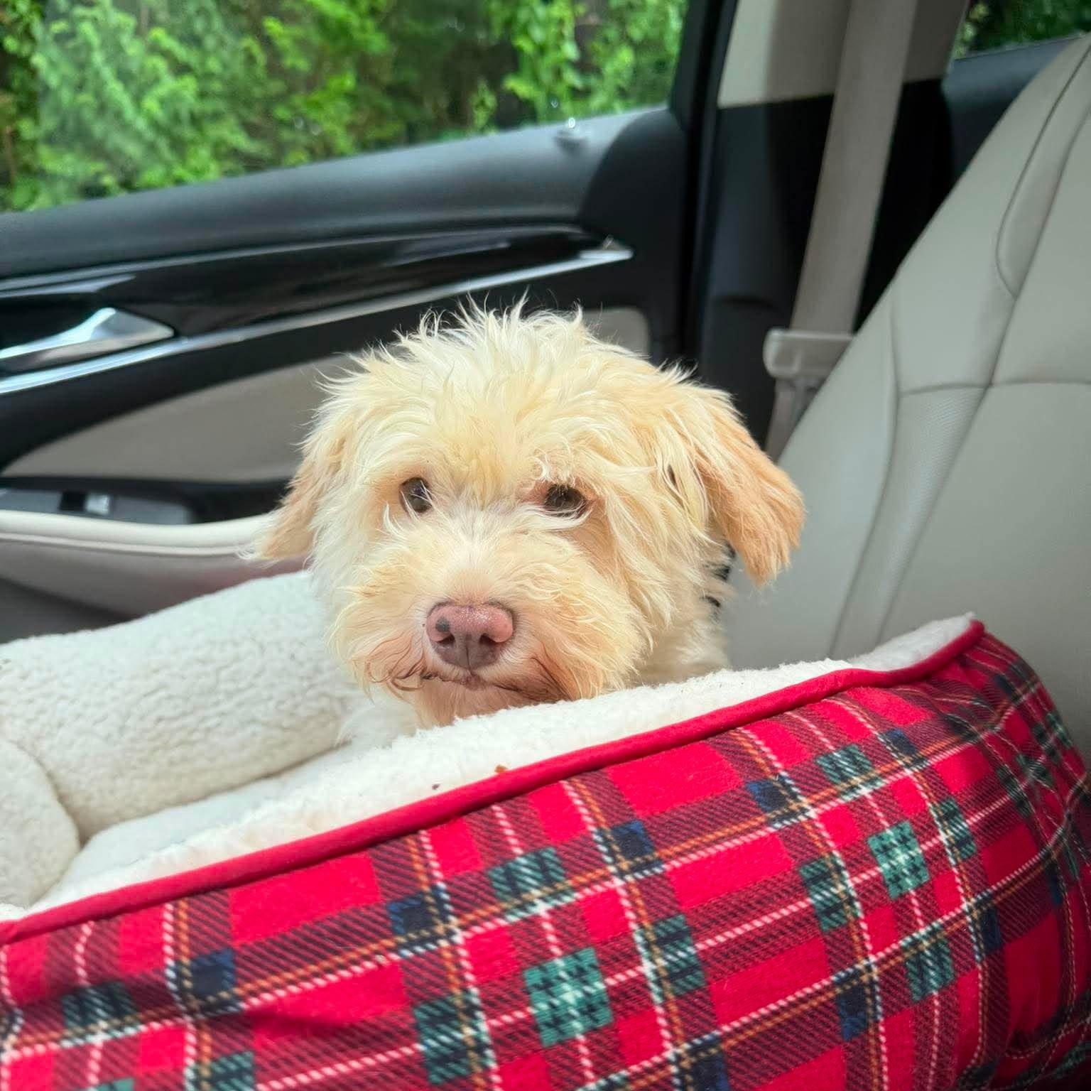Enlarge Diva, an adopted Maltipoo in Homer Glen, IL image 1/4