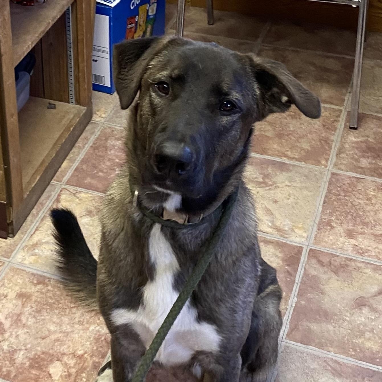 Enlarge Koda, a Adopted mixed breed in Choteau, MT image 2/2